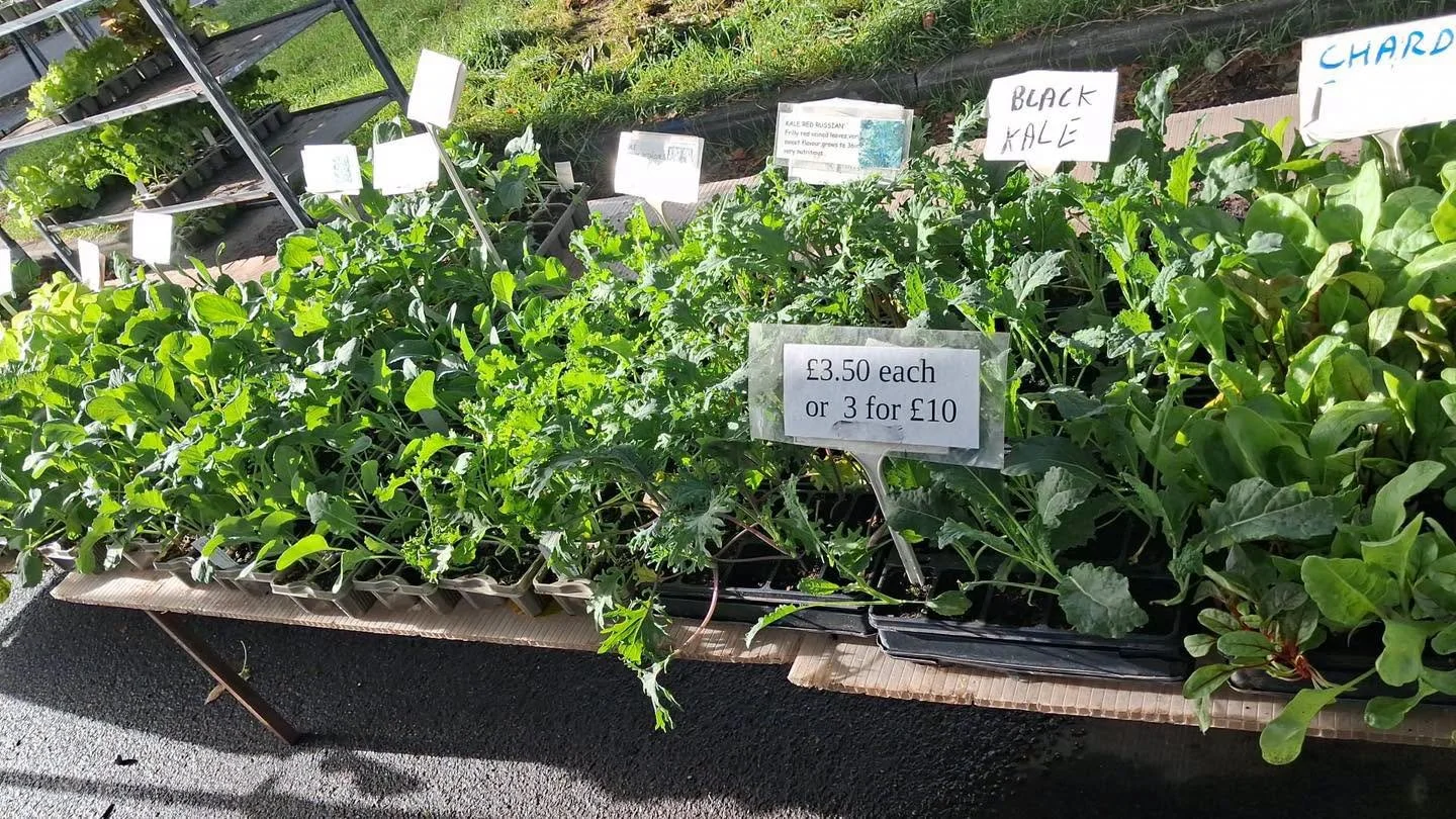 A collection of greens, £3.50 each or 3 for £10