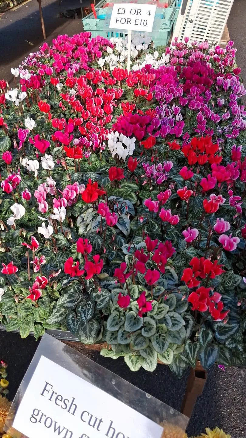 Fresh cut red flowers