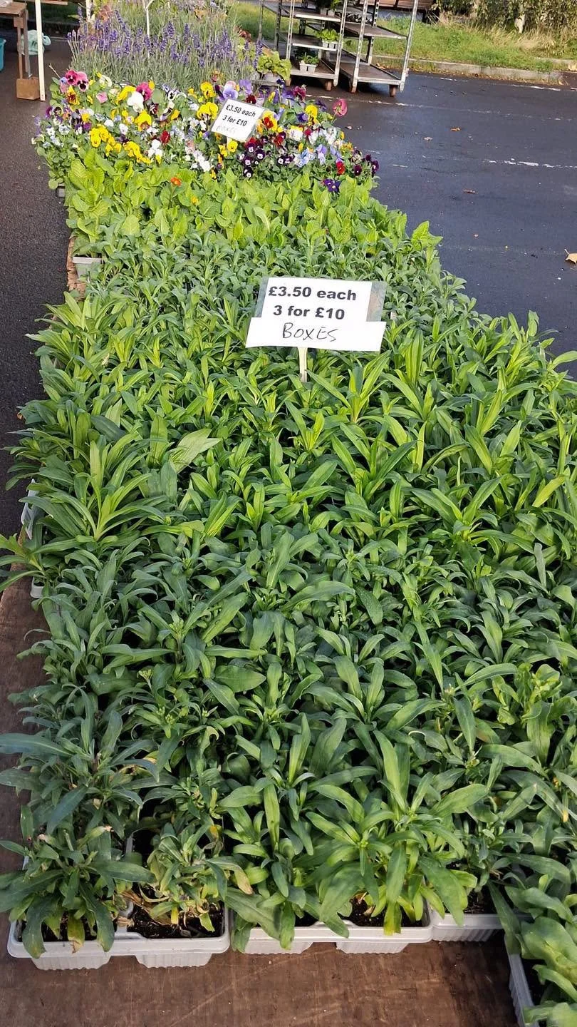 Green plants in pots, £3.50 each, 3 for £10
