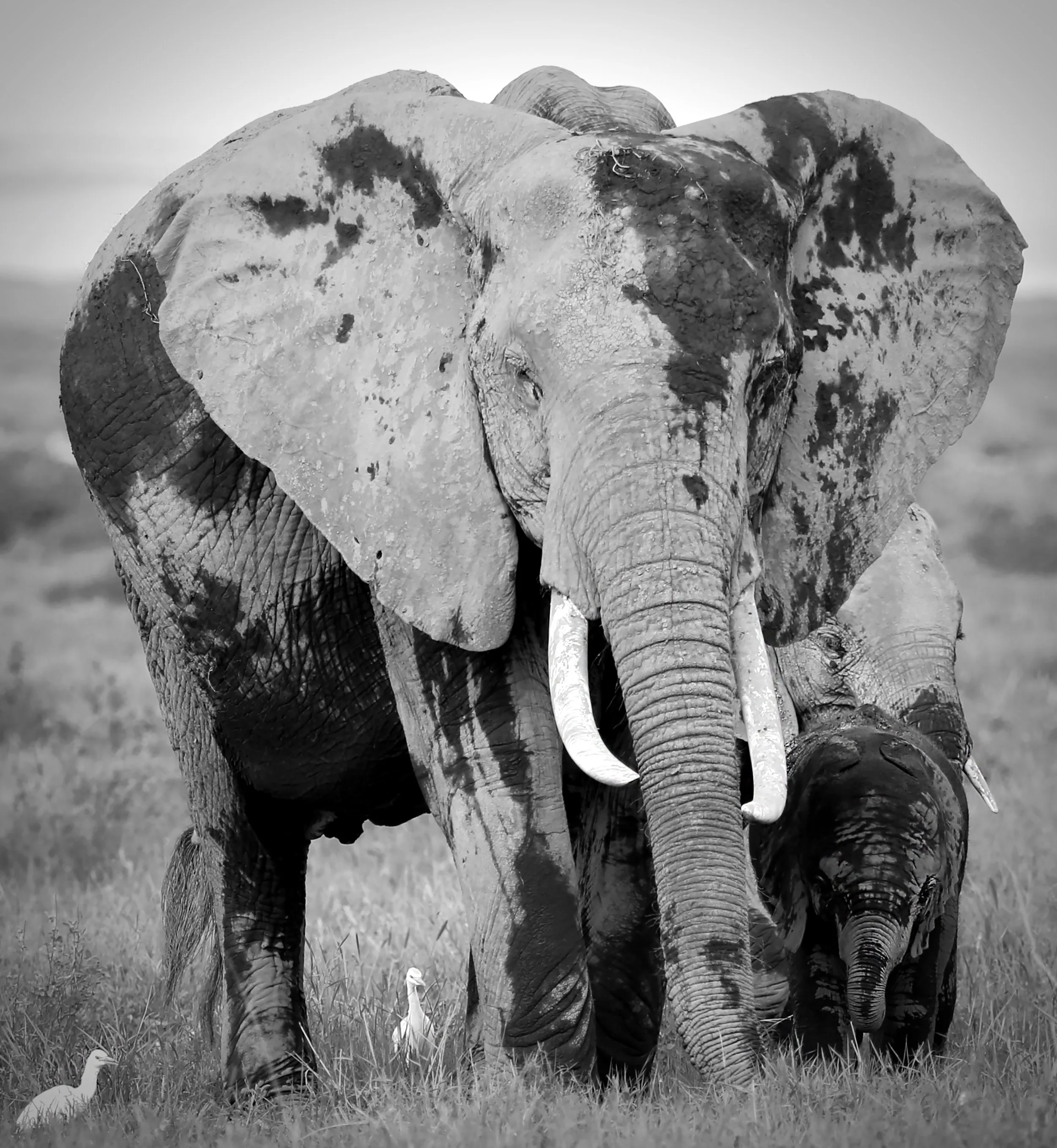 mother&baby elephant.jpg