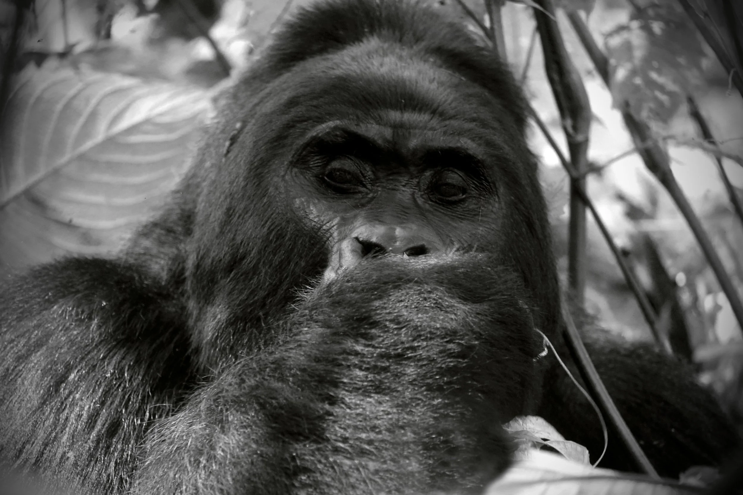 5L6A7350 Kabukojo Silverback.jpg