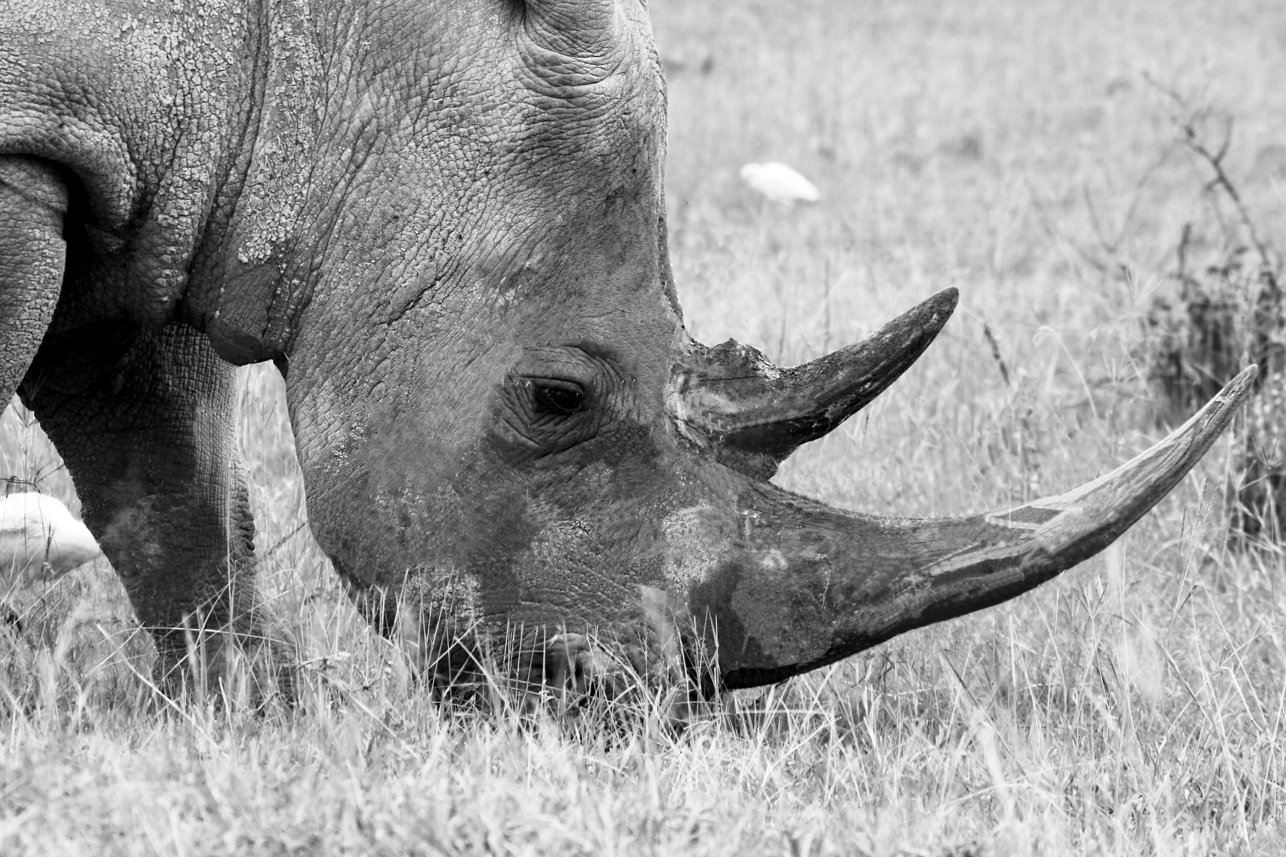 rhino profile b&w.jpg