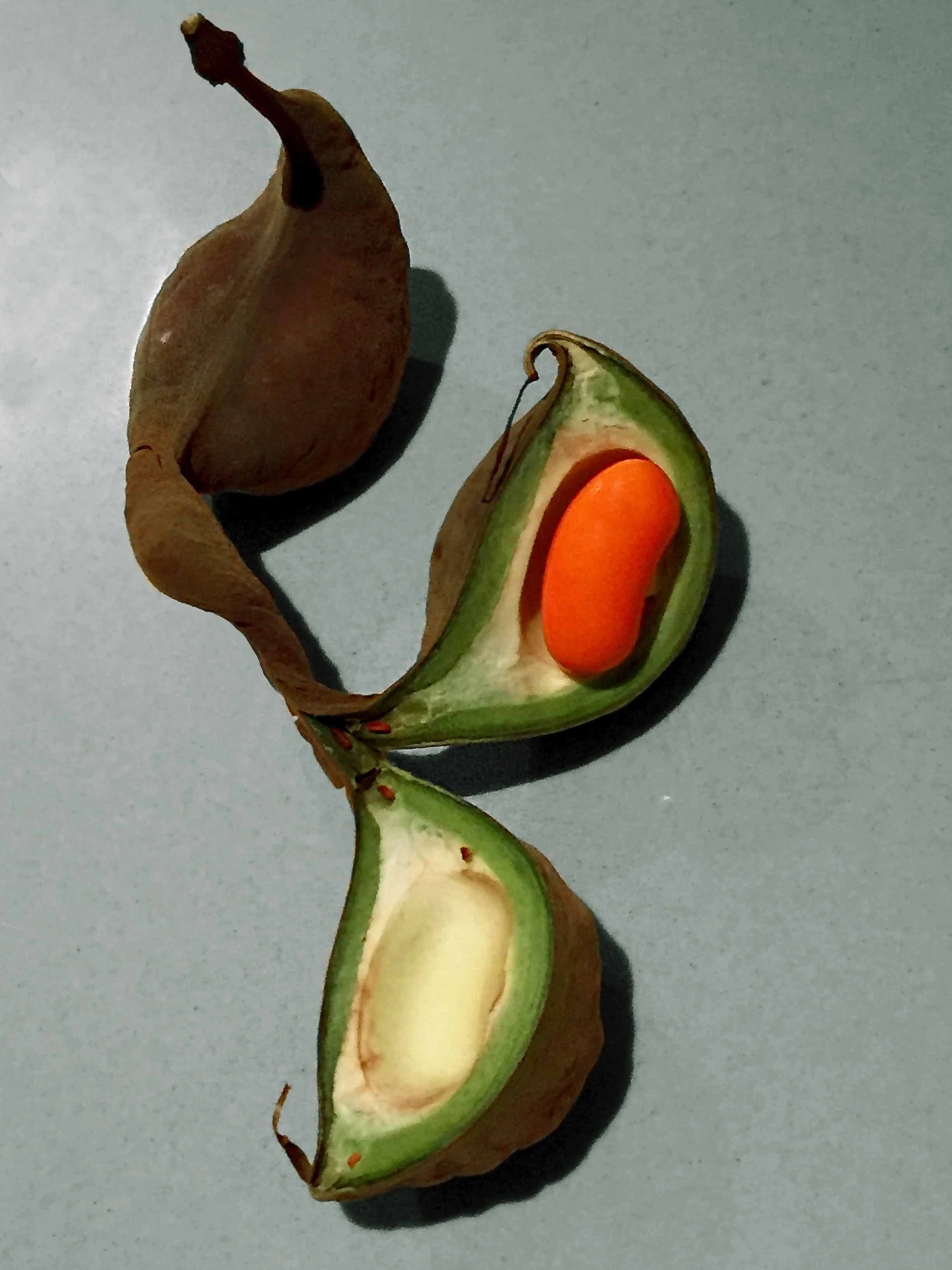 Coral tree seeds.jpg