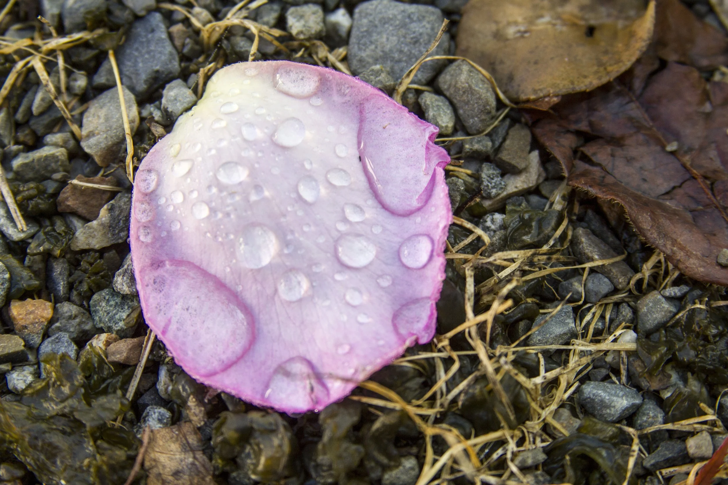 perles de rosée 6.jpg