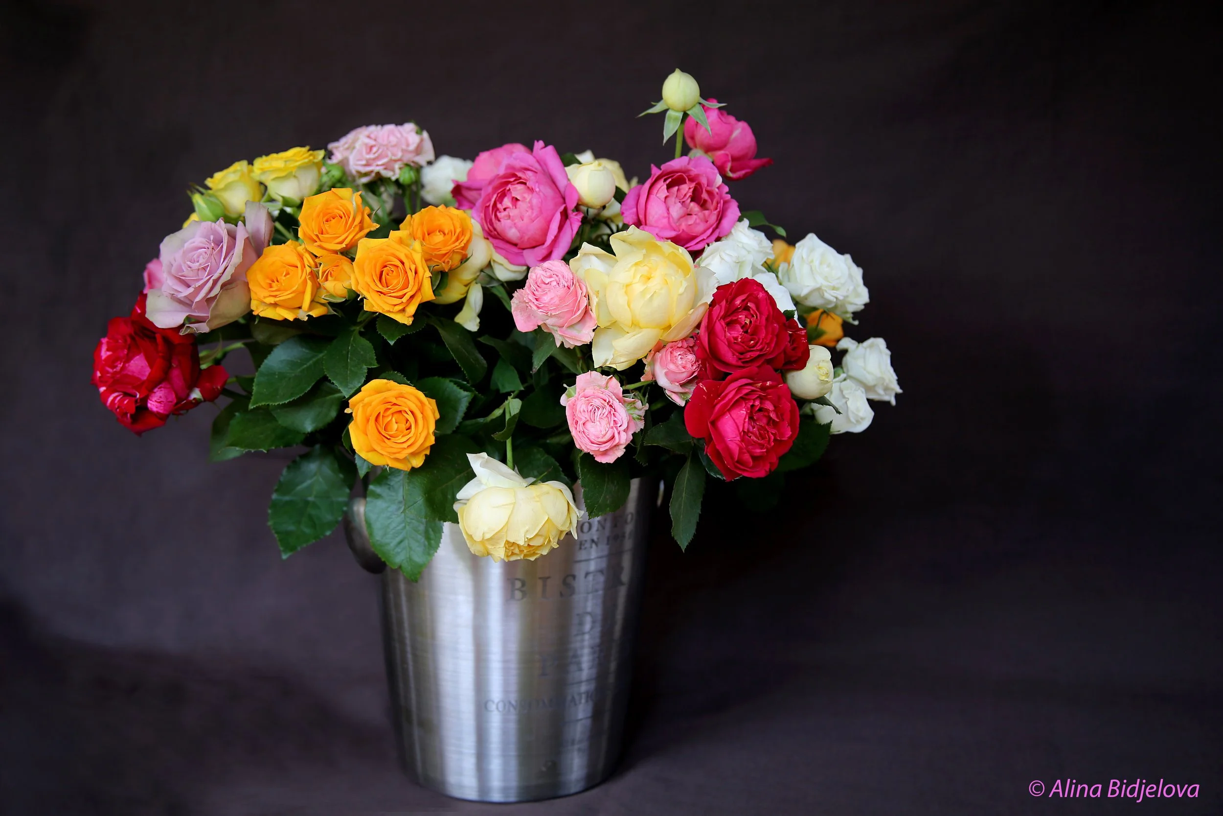 5L6A8266 joie de vivre.jpg