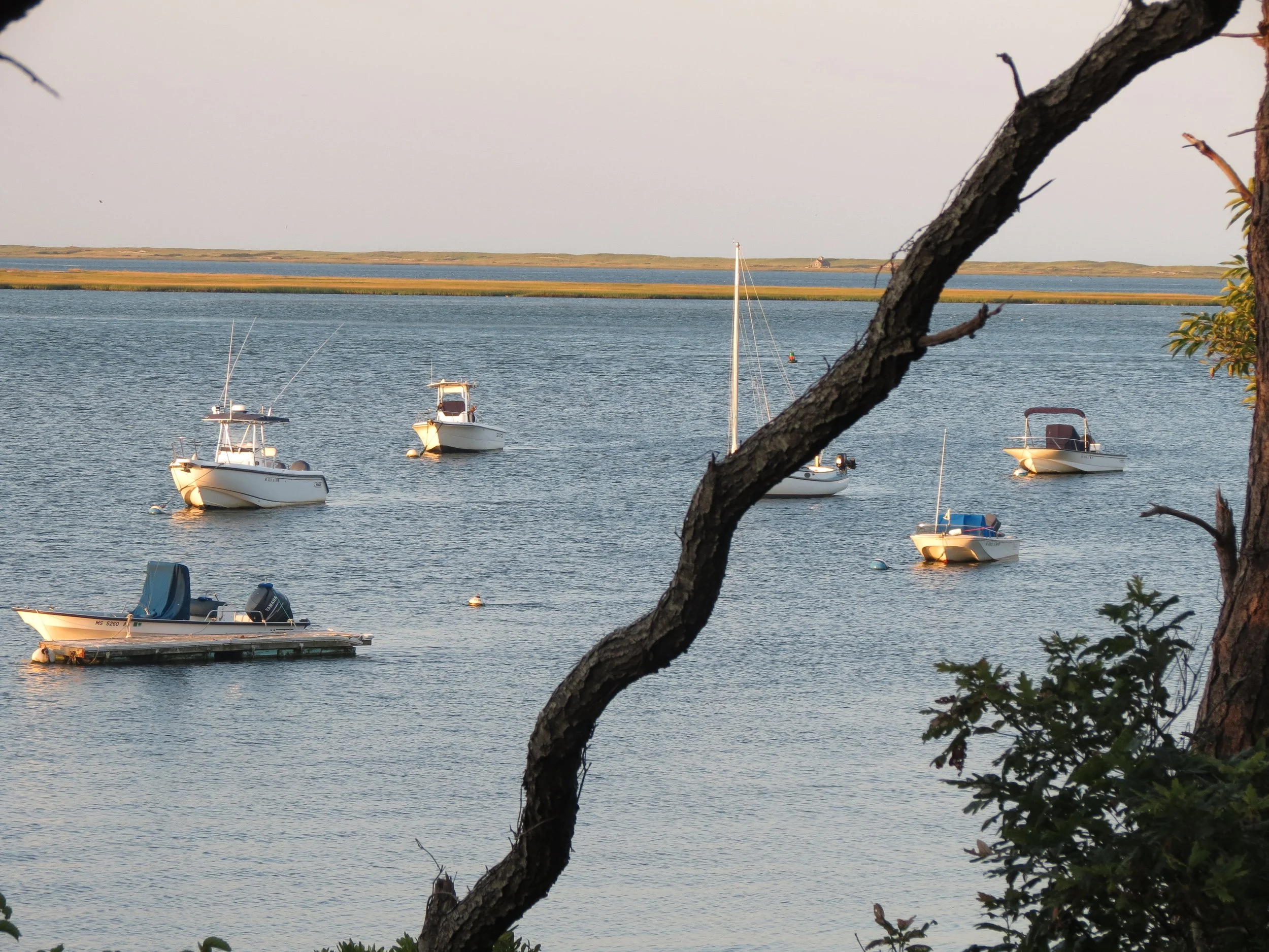 Several boats anchored on a calm body of water, with a tree branch in the foreground and a distant shoreline in the background.