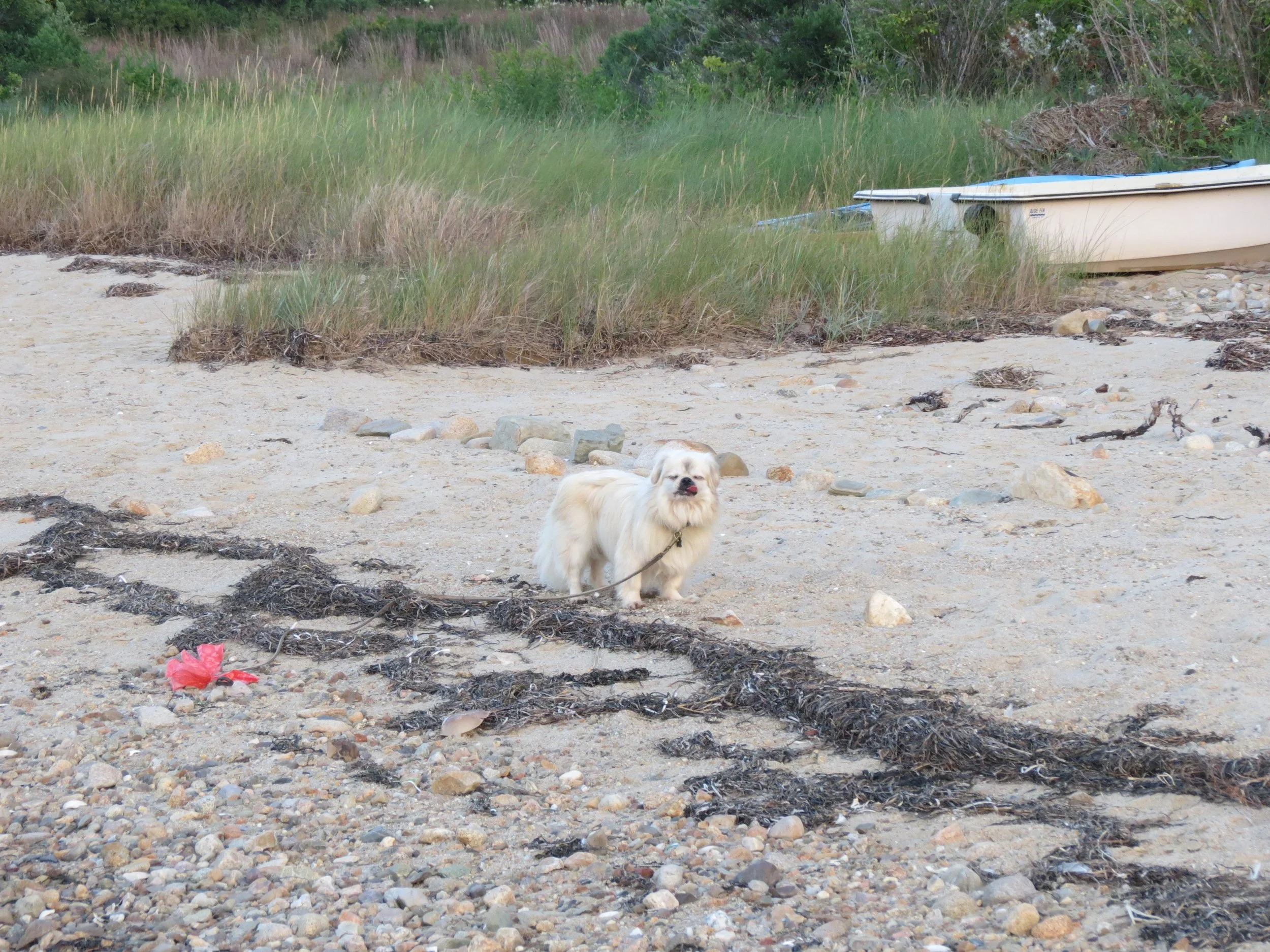 A small dog standing on a sandy beach with patches of seaweed, rocks, and debris, near some green grassy dunes and a sailboat in the background.