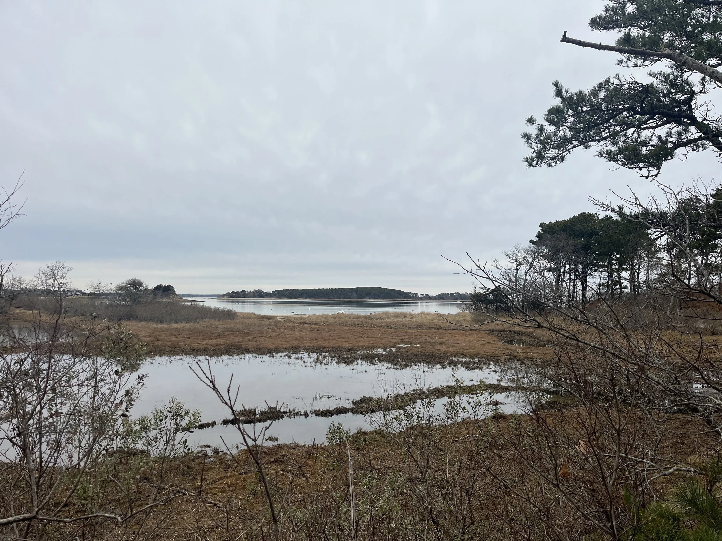 A marshy landscape with patches of water, brown grass, and leafless trees under an overcast sky.