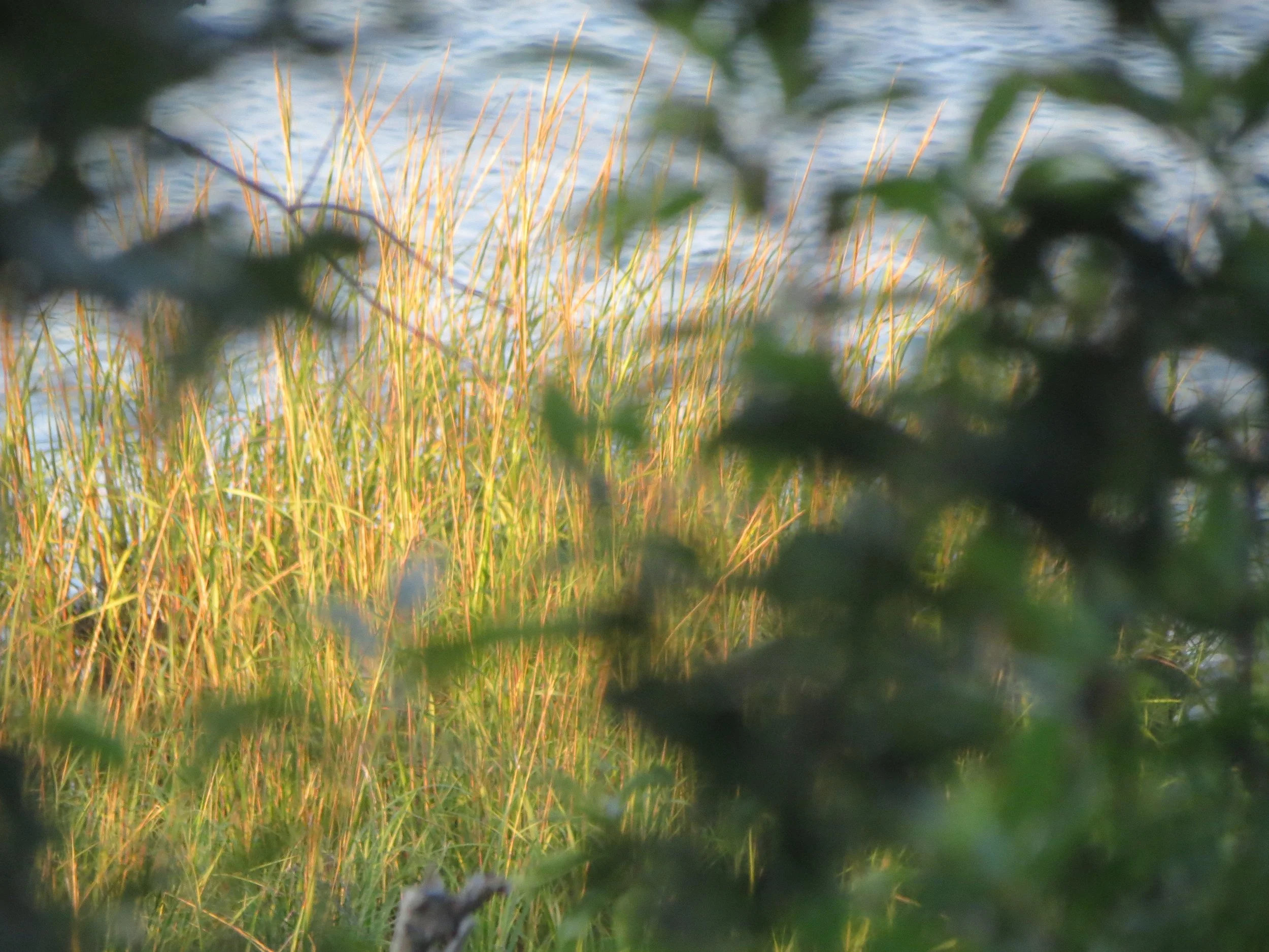 Tall grass near water, seen through blurry green leaves.