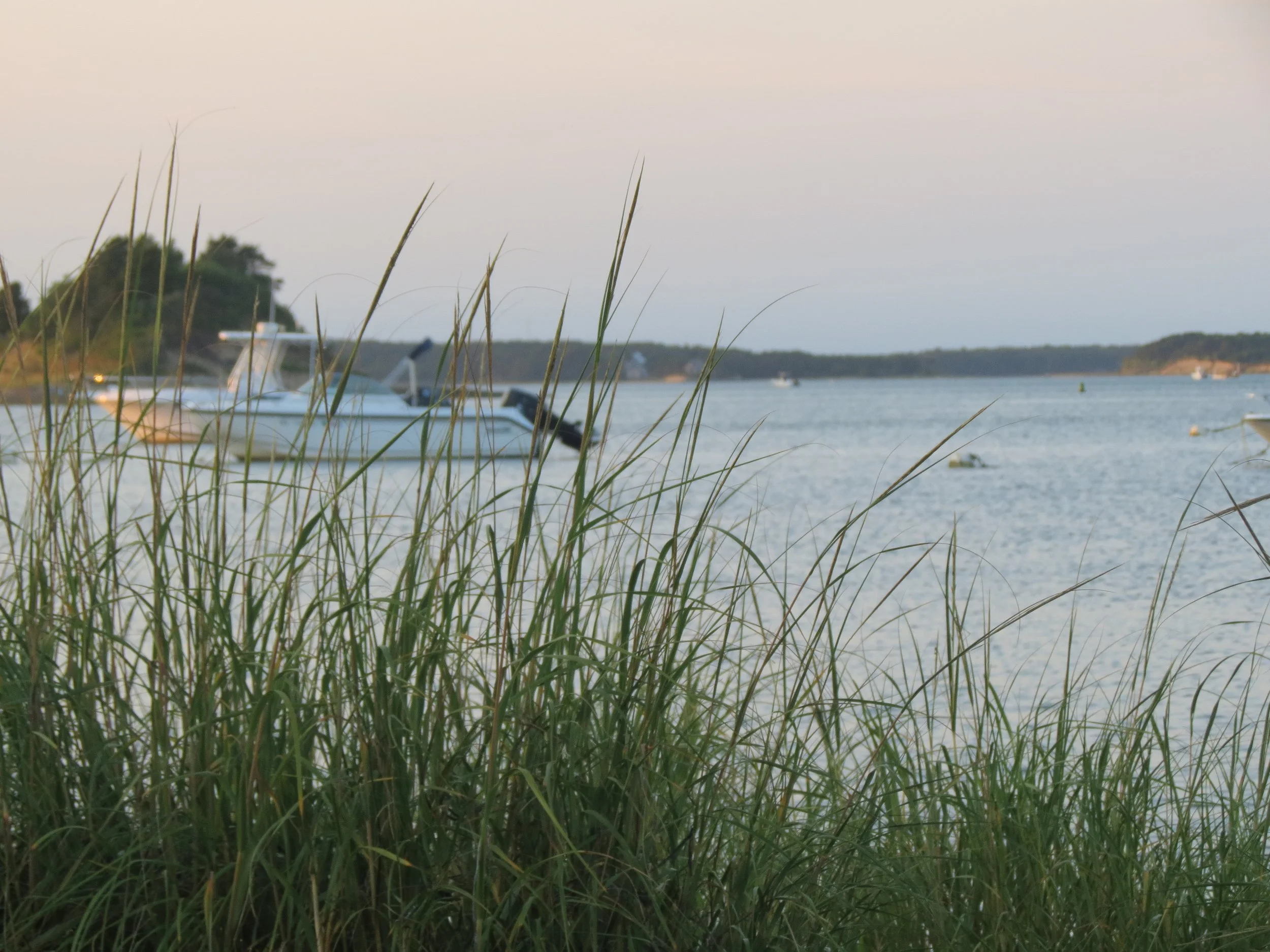 A view of a lake with boats anchored near the shore, seen through tall grass, with a distant tree-lined shore and a light sky.