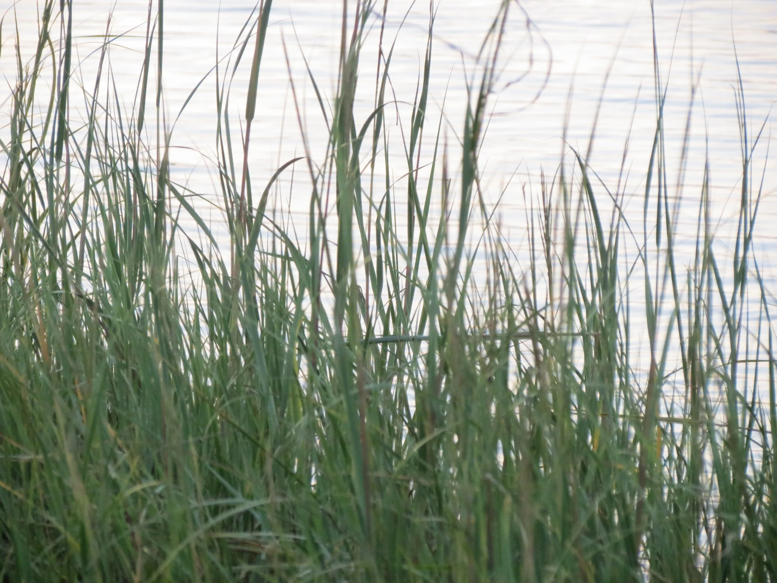 Tall green grass growing near the edge of a calm body of water, with sunlight reflecting off the water's surface.