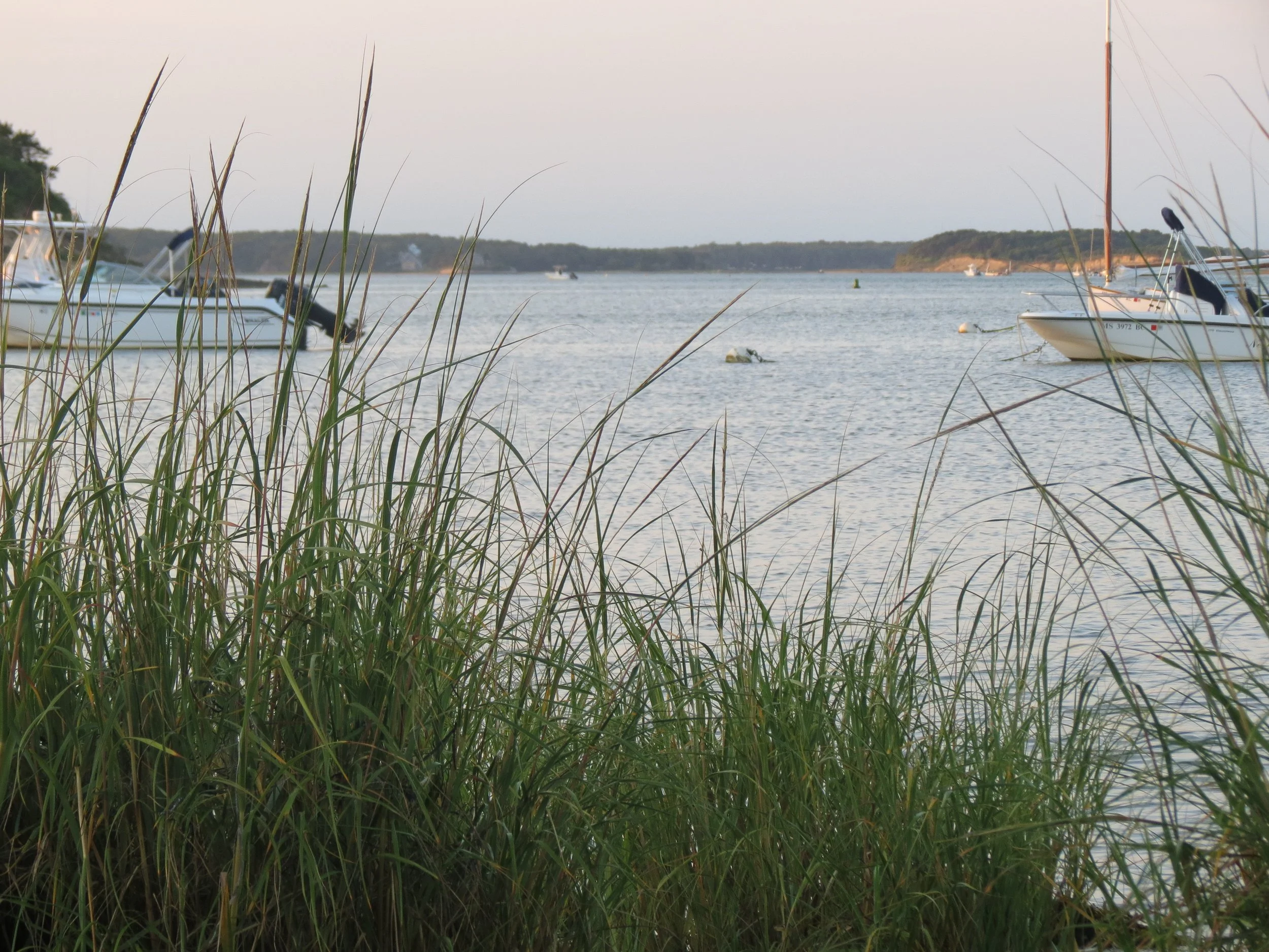 Boats anchored in calm water behind tall grass near a shoreline under a cloudy sky.