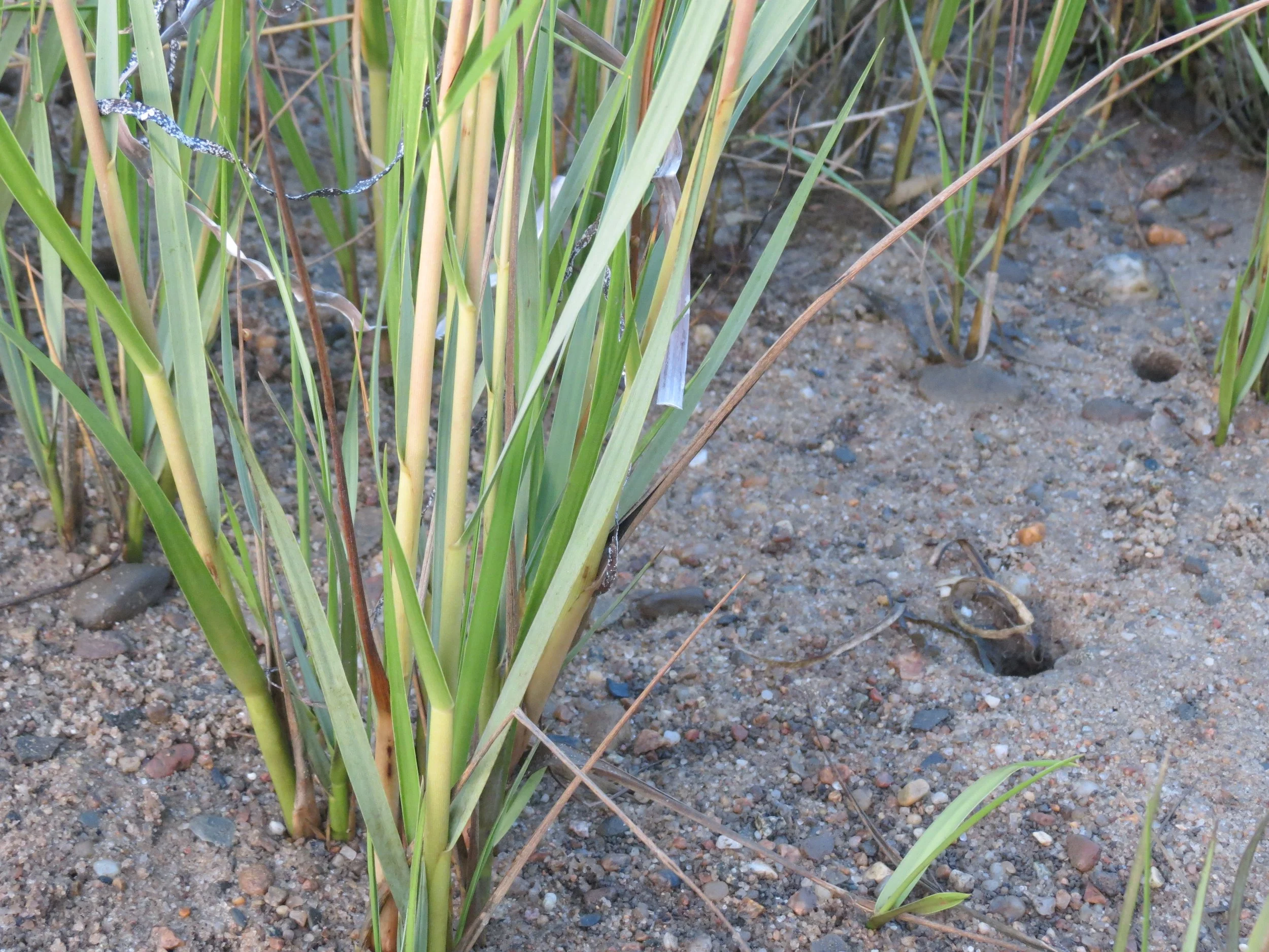 Close-up of grass and soil with snake in a hole.
