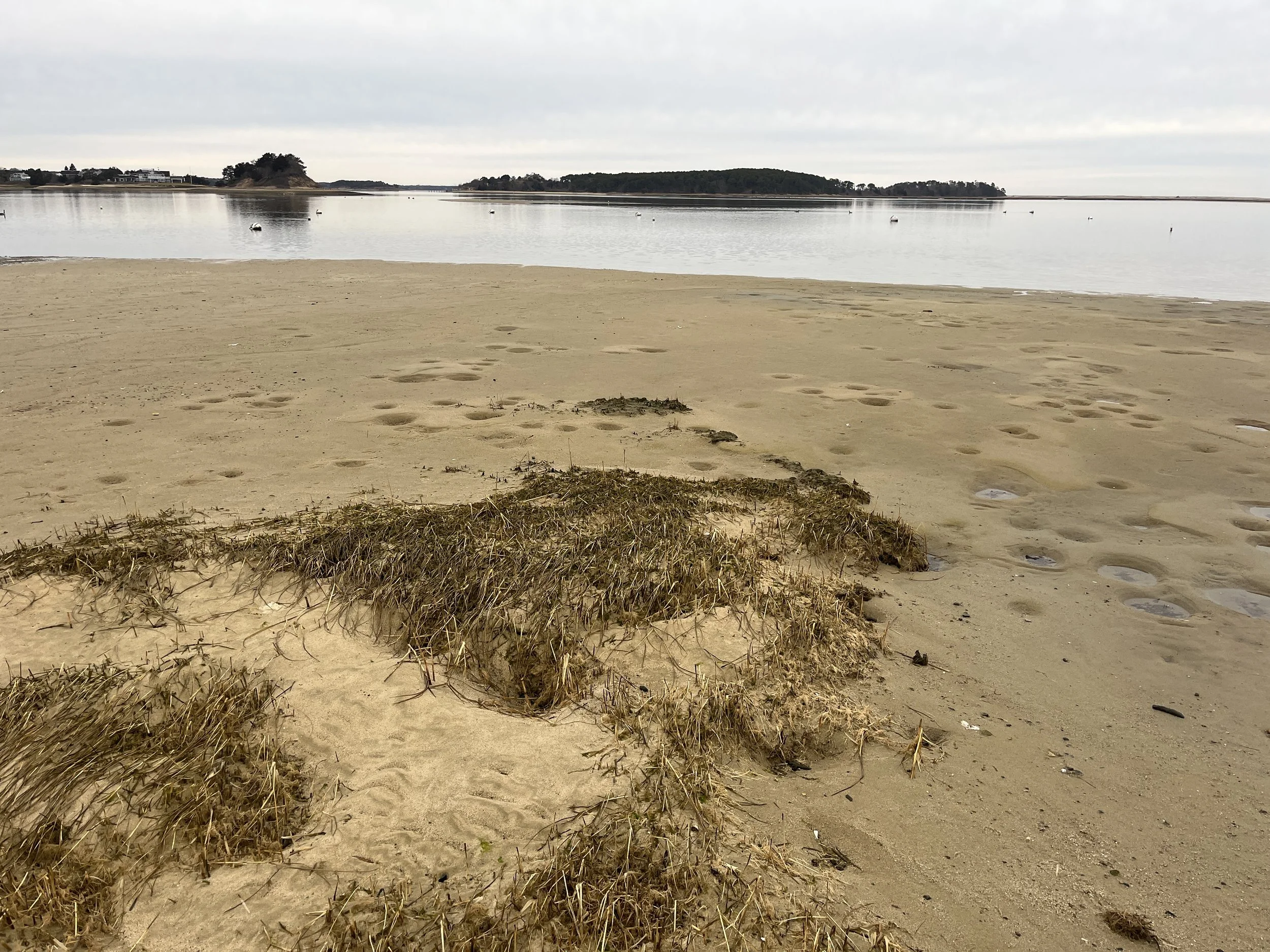 A deserted sandy beach with patches of dried seaweed, calm water with small buoys, and an overcast sky.