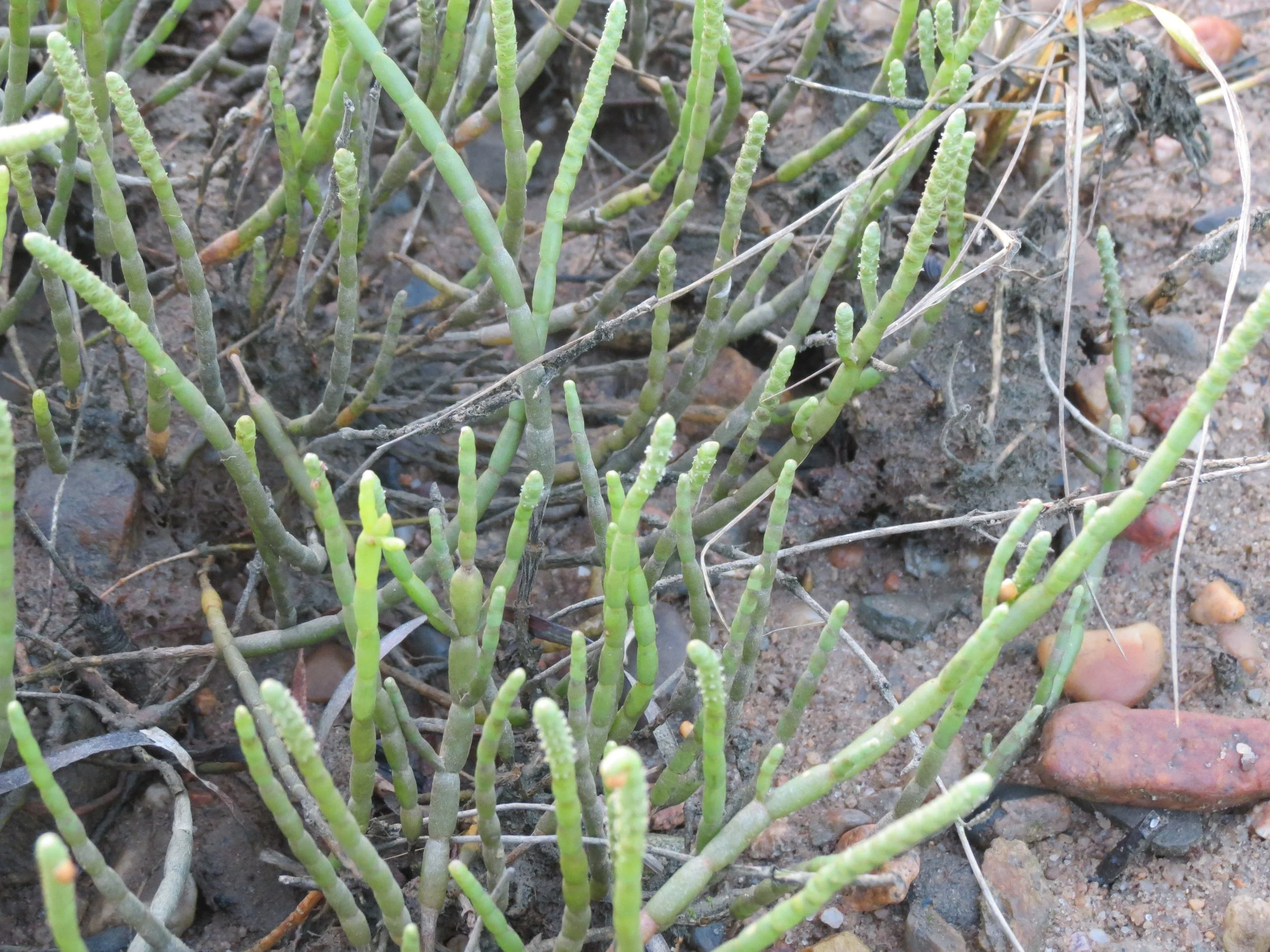 Close-up of green succulent plants with elongated, finger-like stems growing in sandy soil with small rocks.