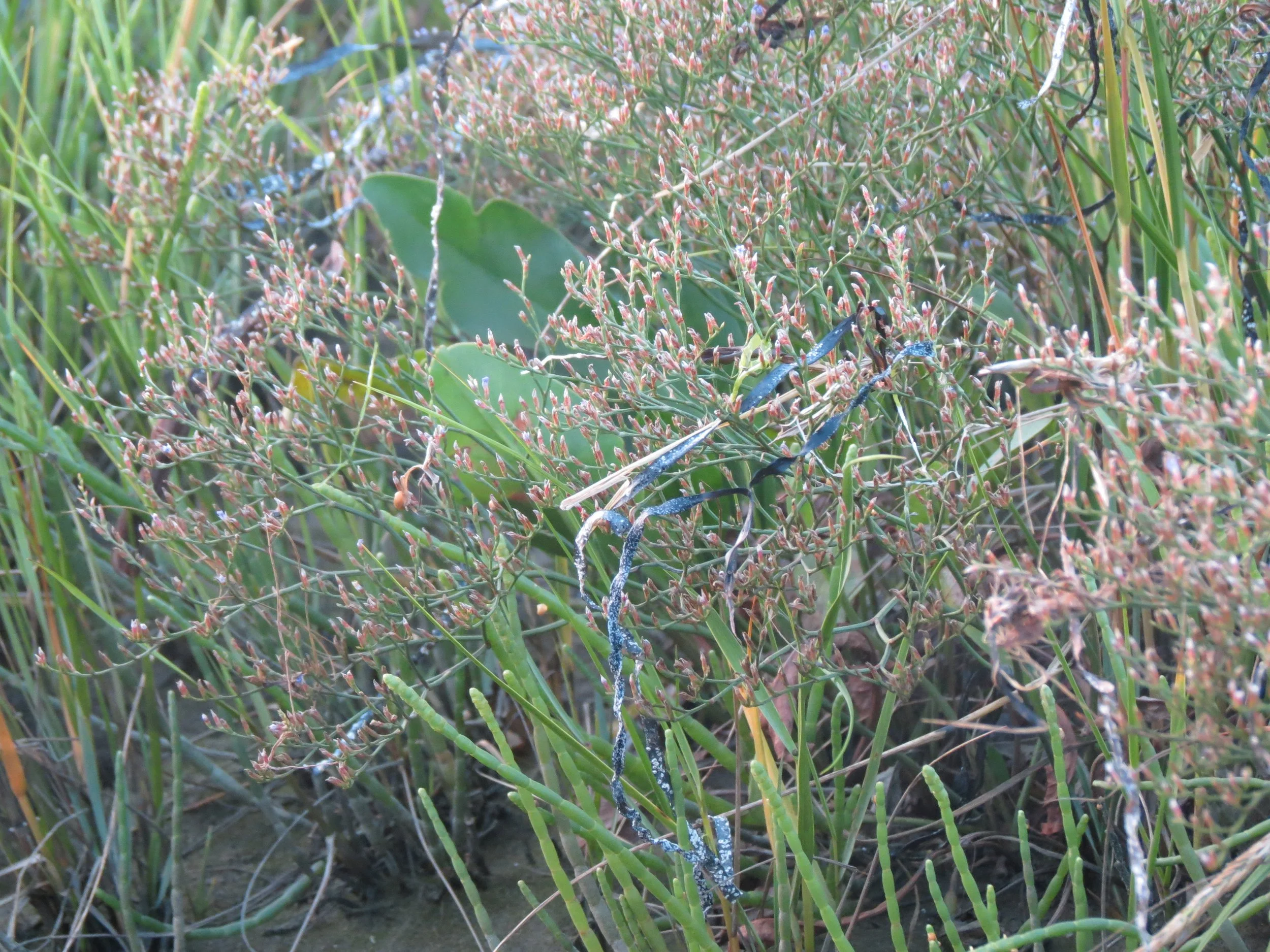 Close-up of grass, small plants, and tiny pinkish flowers with a branch, in a natural outdoor setting.