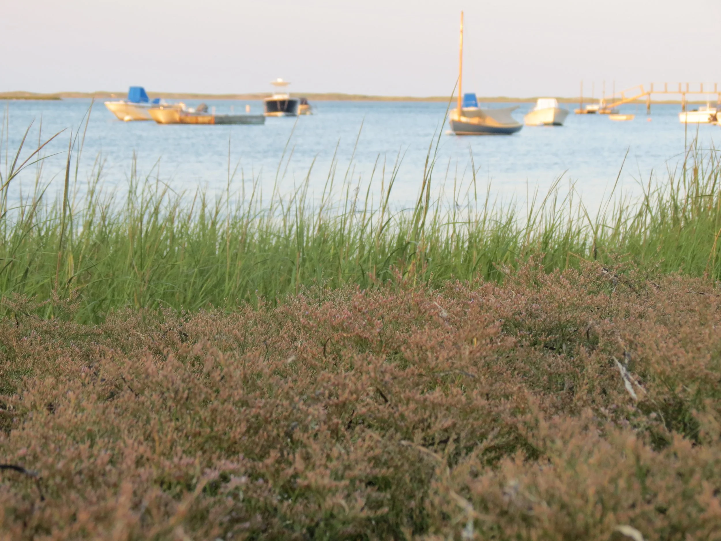 Boats anchored on a calm body of water with grassy and shrub-covered foreground.