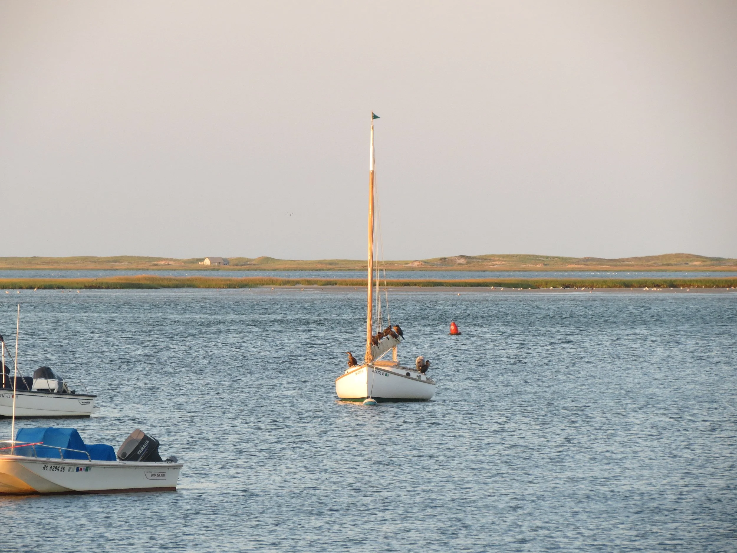 A sailboat with a dog on board on calm water near shoreline with grassy dunes and waterfowl