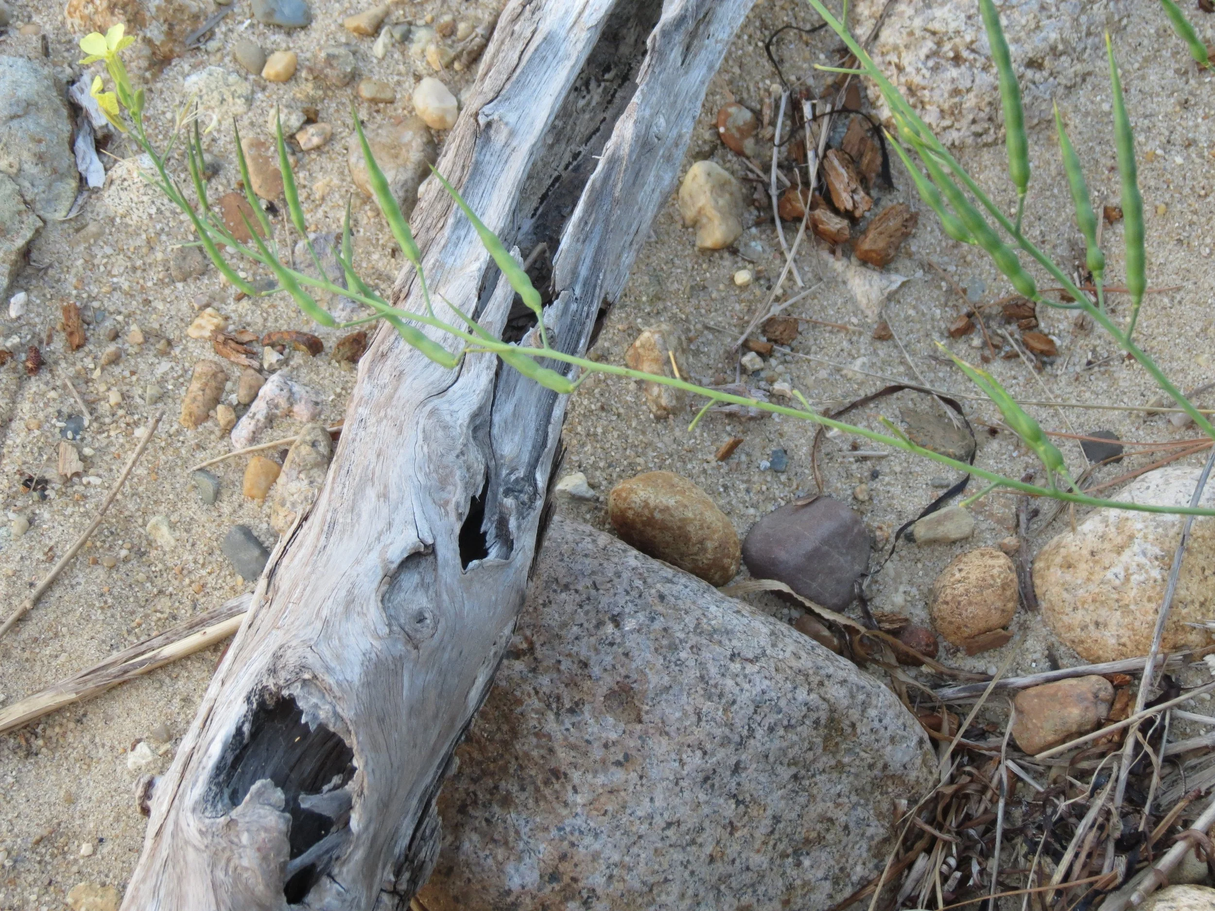 A close-up of sand and rocks with a piece of weathered driftwood and small green plants growing nearby.