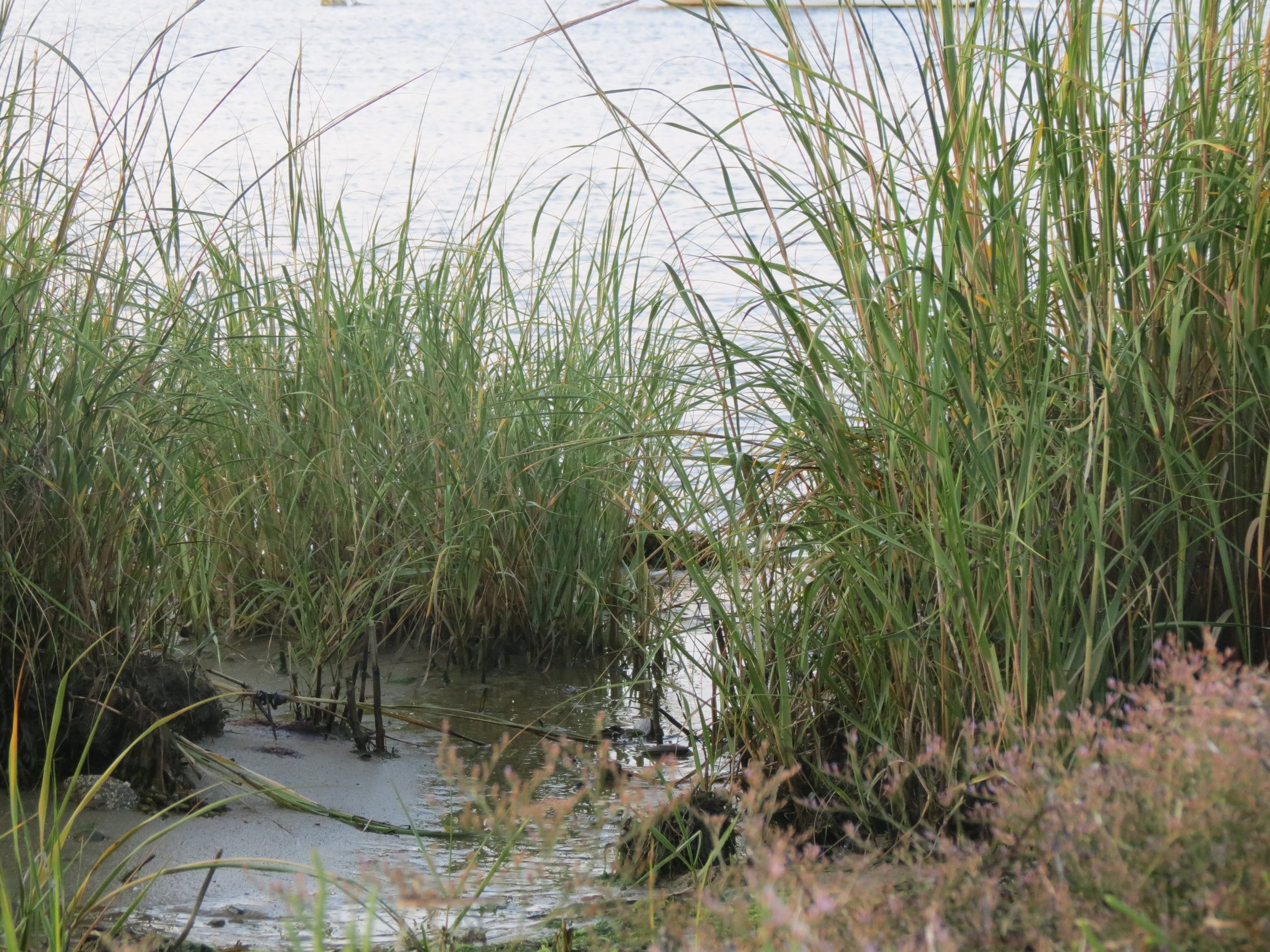 Marshy area with tall green grasses and water, with some small plants and pinkish flowers in the foreground.