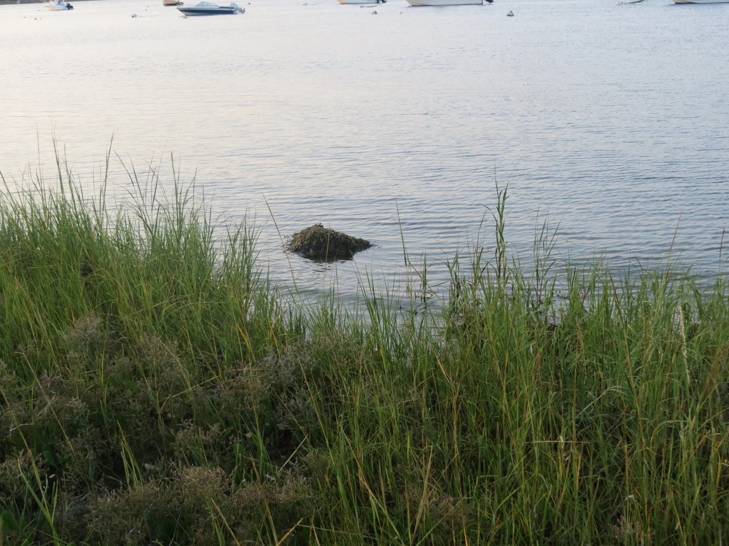Green grass and plants along a water's edge with boats in the distance on a calm body of water.