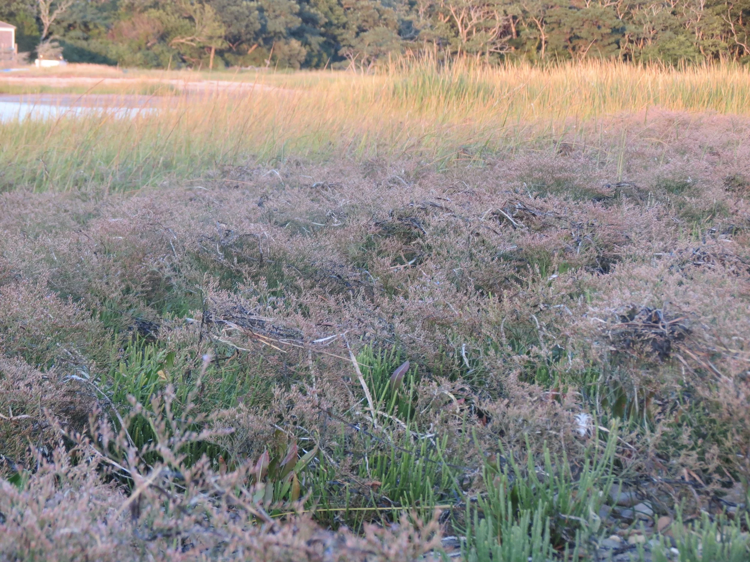 Field with dried grass and plants, with a body of water and trees in the background during sunset.