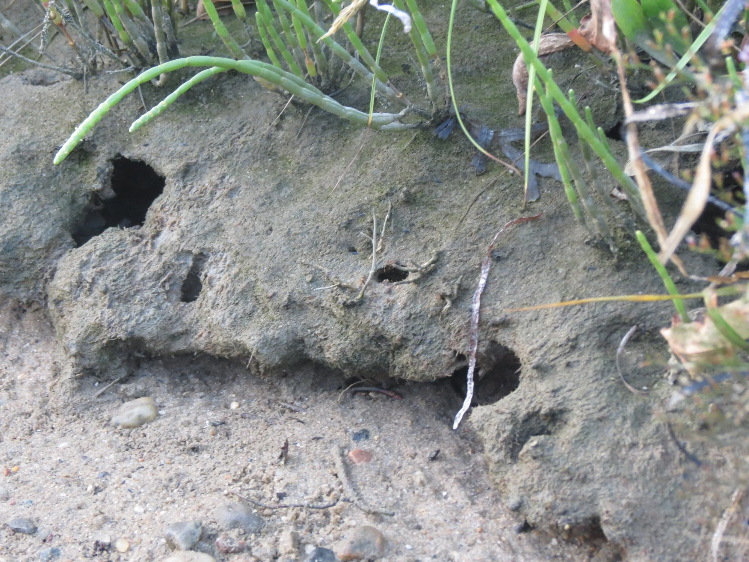Close-up of animal footprints and burrows in sandy soil with some green plants and grass.