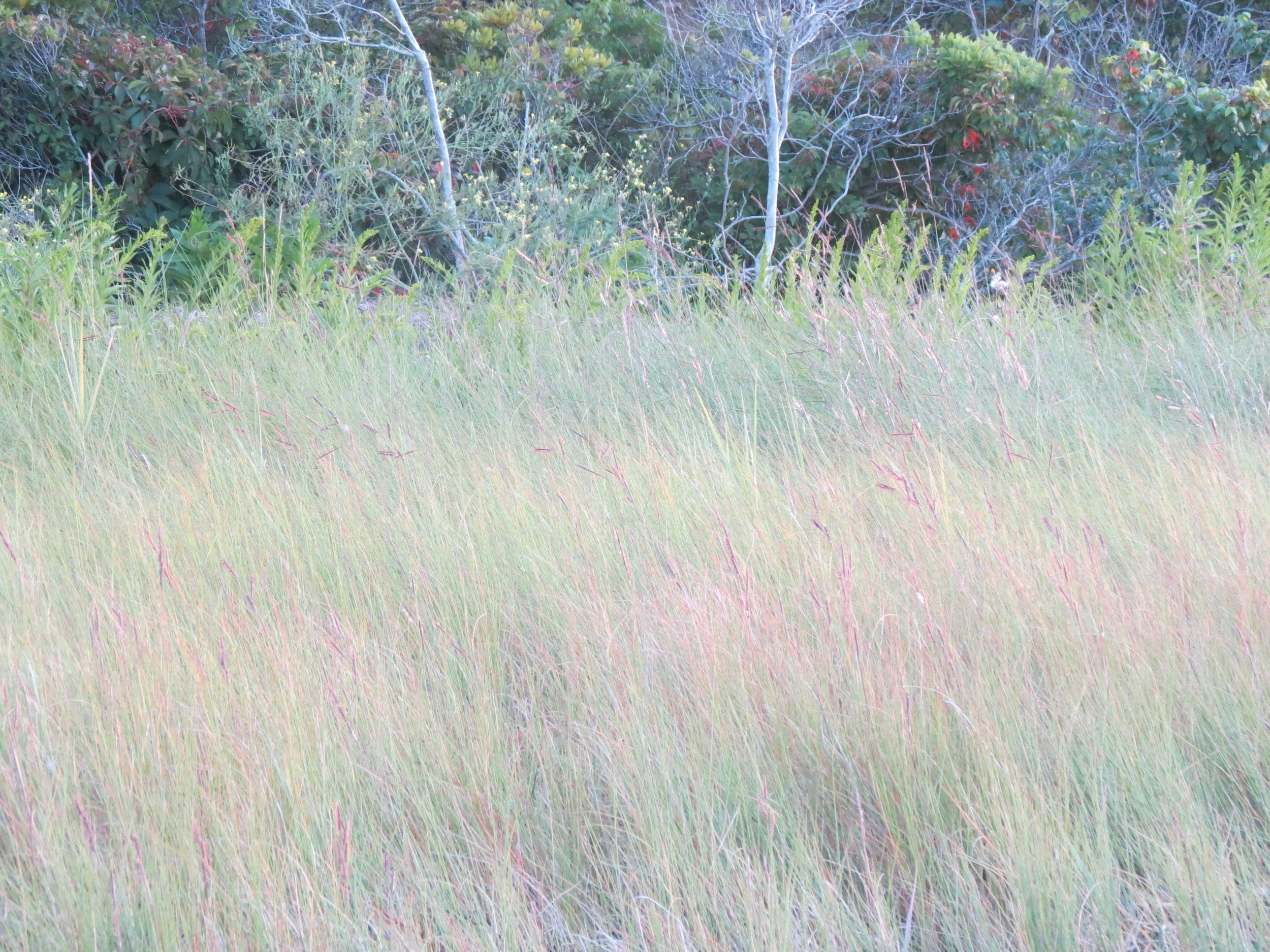 Tall grass with green and red foliage in the background.