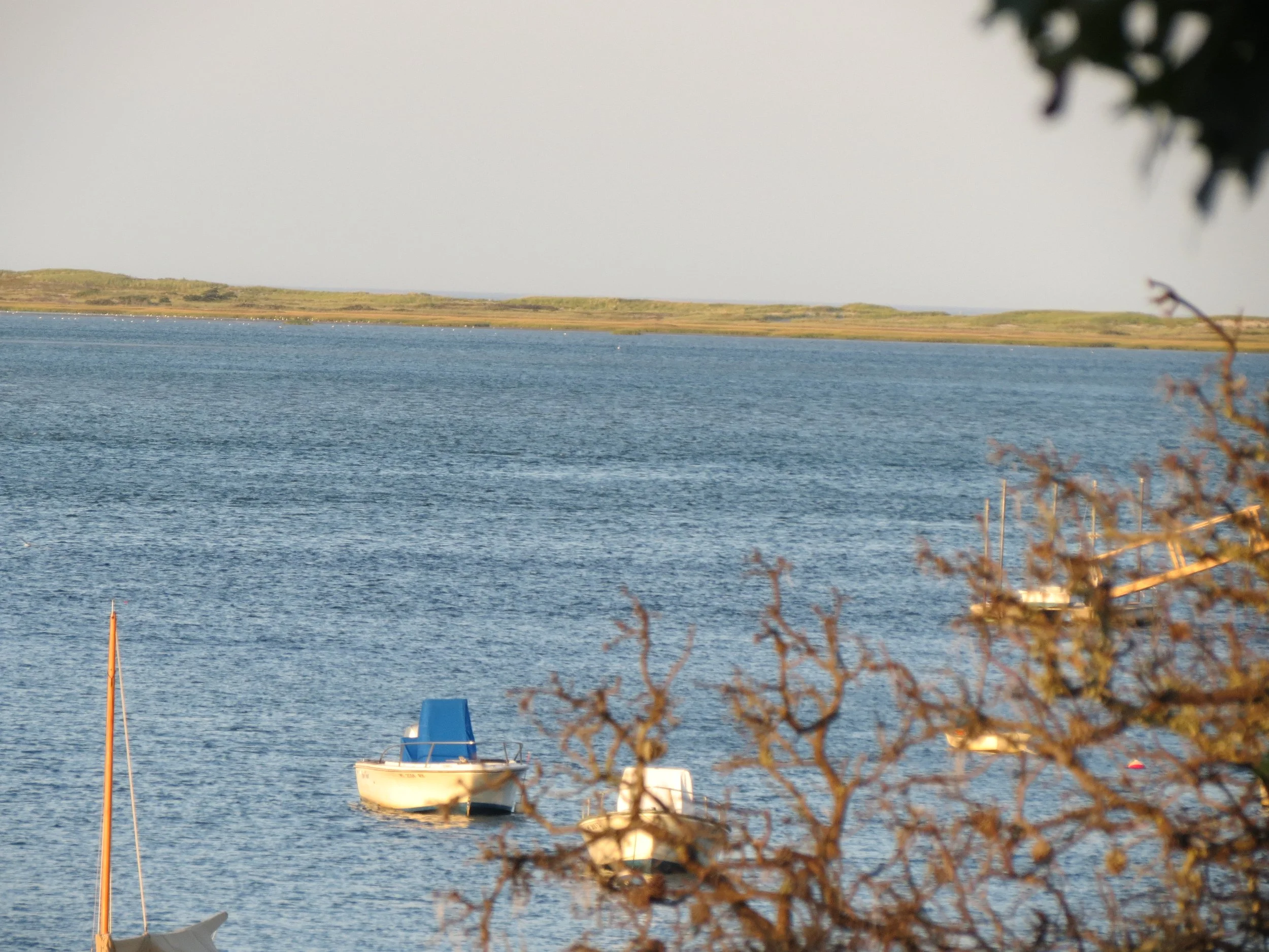 A calm body of water with two small boats floating on it, one with a blue cover, surrounded by bushes and an undeveloped landscape in the background.