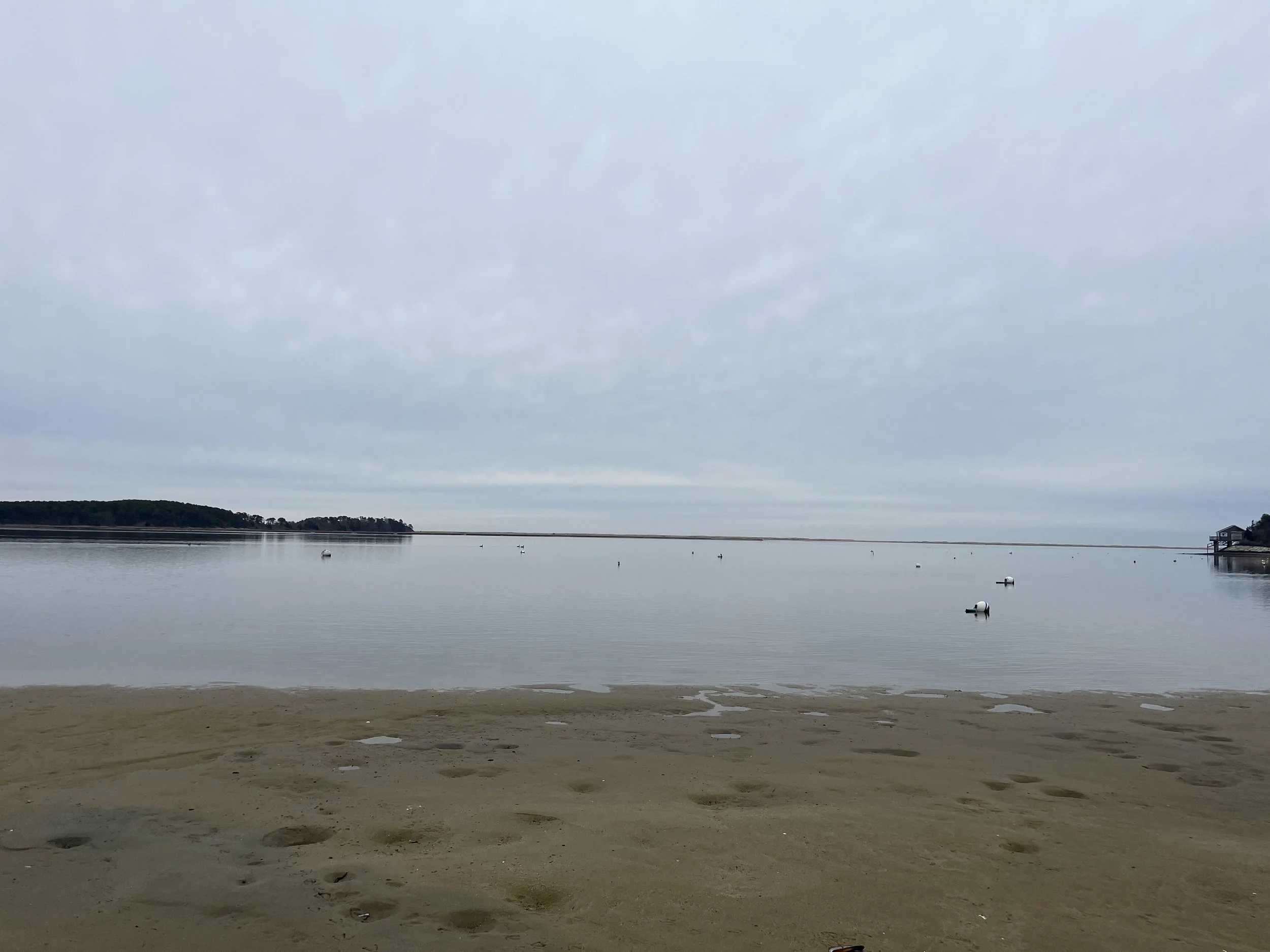 A calm beach with a sandy shoreline in the foreground and a body of water with several swans or ducks floating on it. In the background, there are trees on a small landmass under an overcast sky.