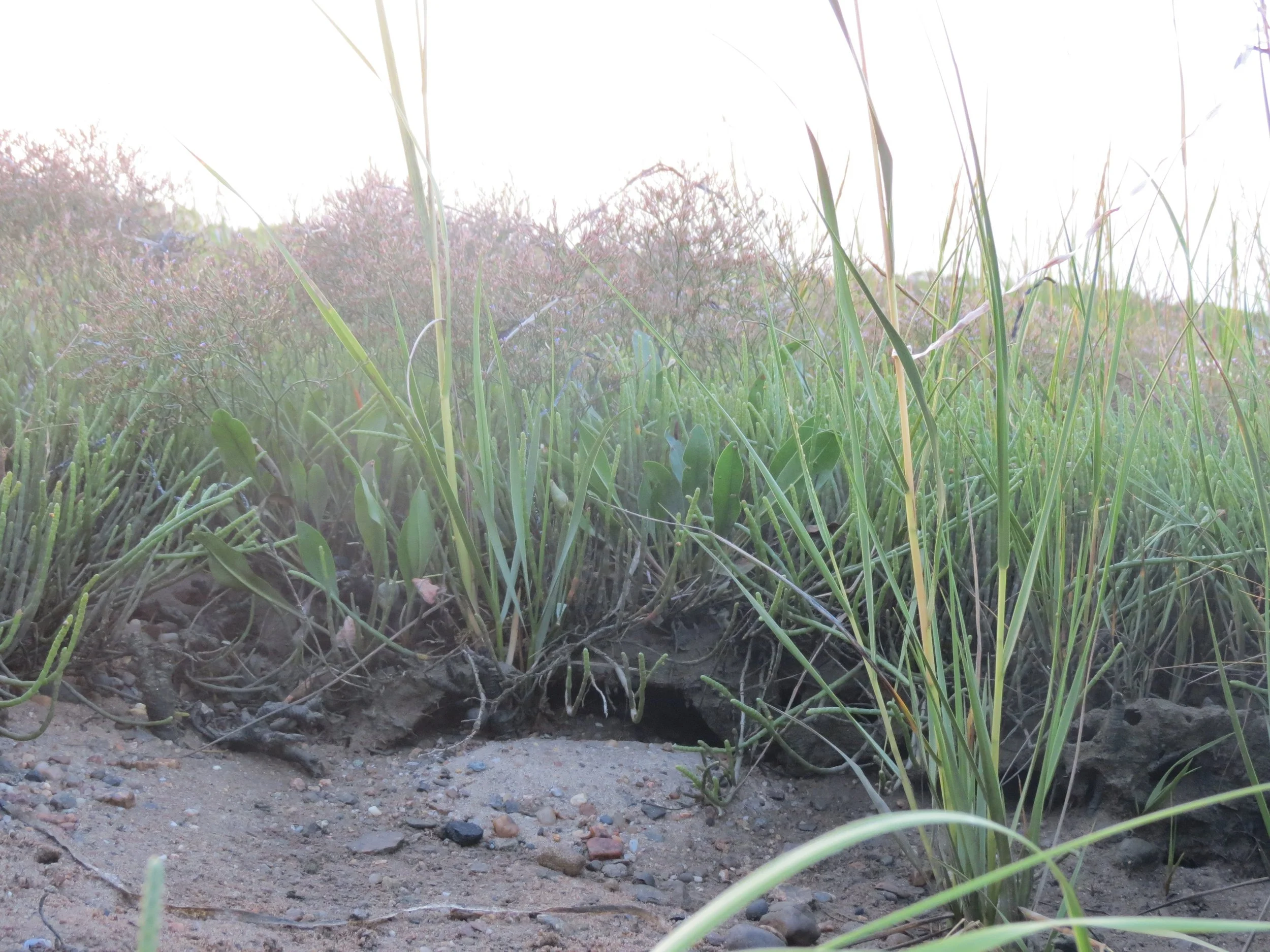 Close-up of a dirt ground with green grass and small plants, with sunlight coming from the top.