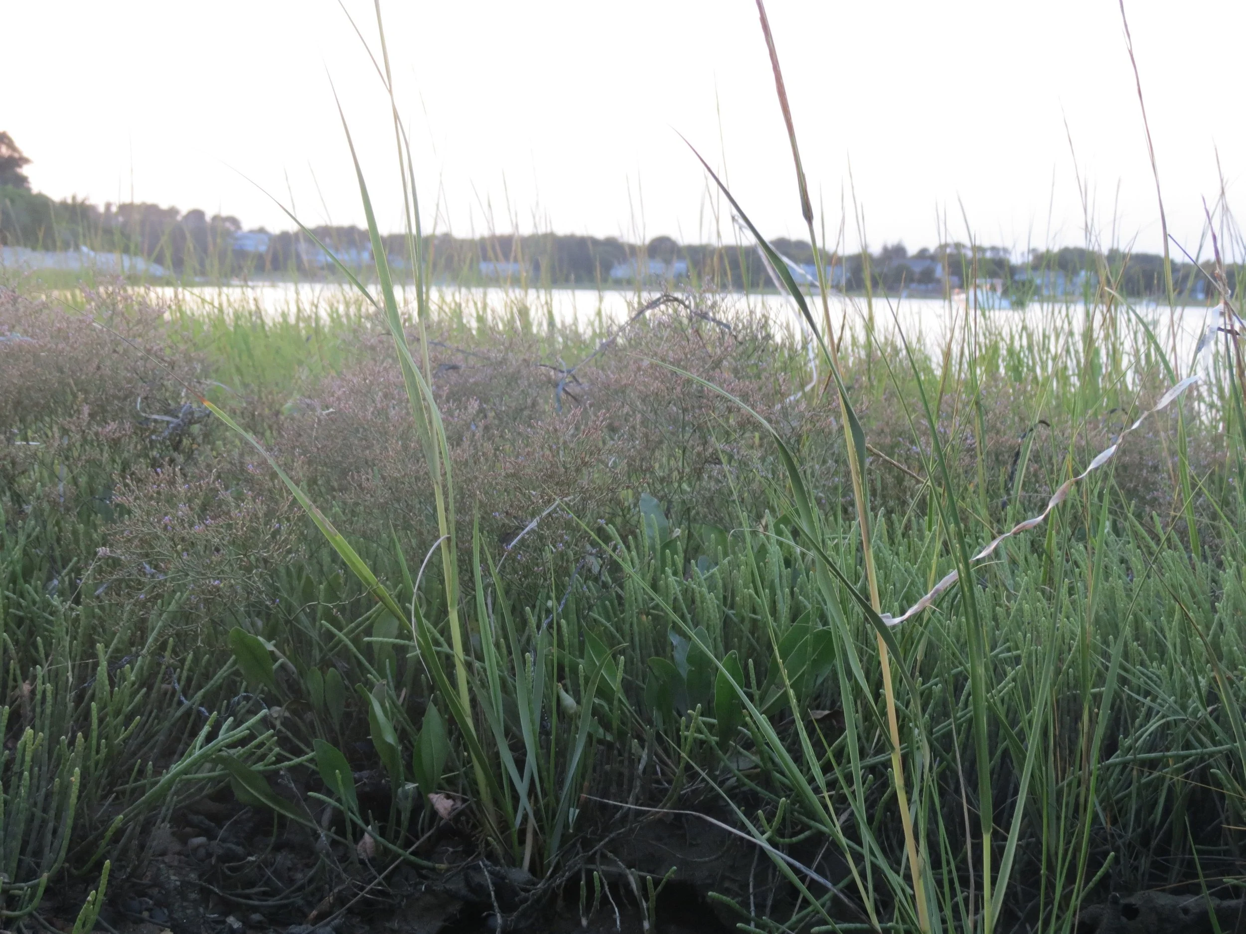 Close-up of grass and small plants near a water body with trees and houses in the background at sunrise or sunset.
