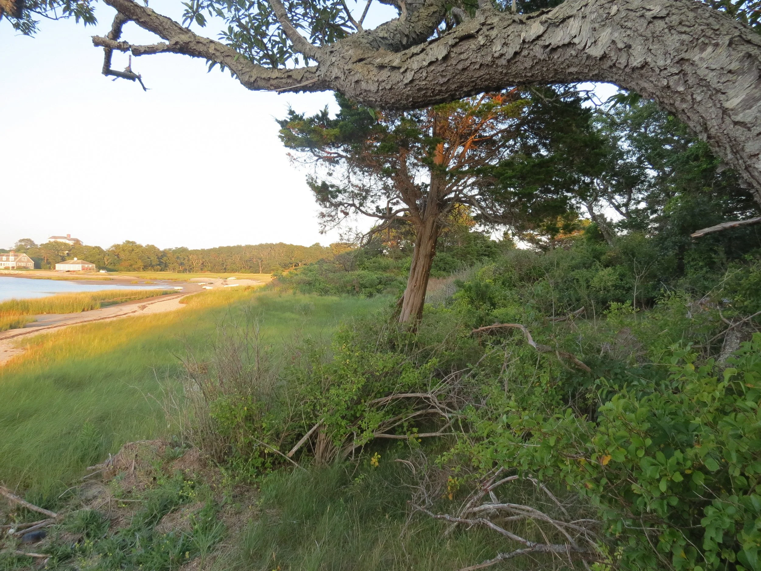 A coastal landscape with a large tree in the foreground, green shrubs, and a sandy shoreline with marsh grass, Houses, and a body of water in the background.