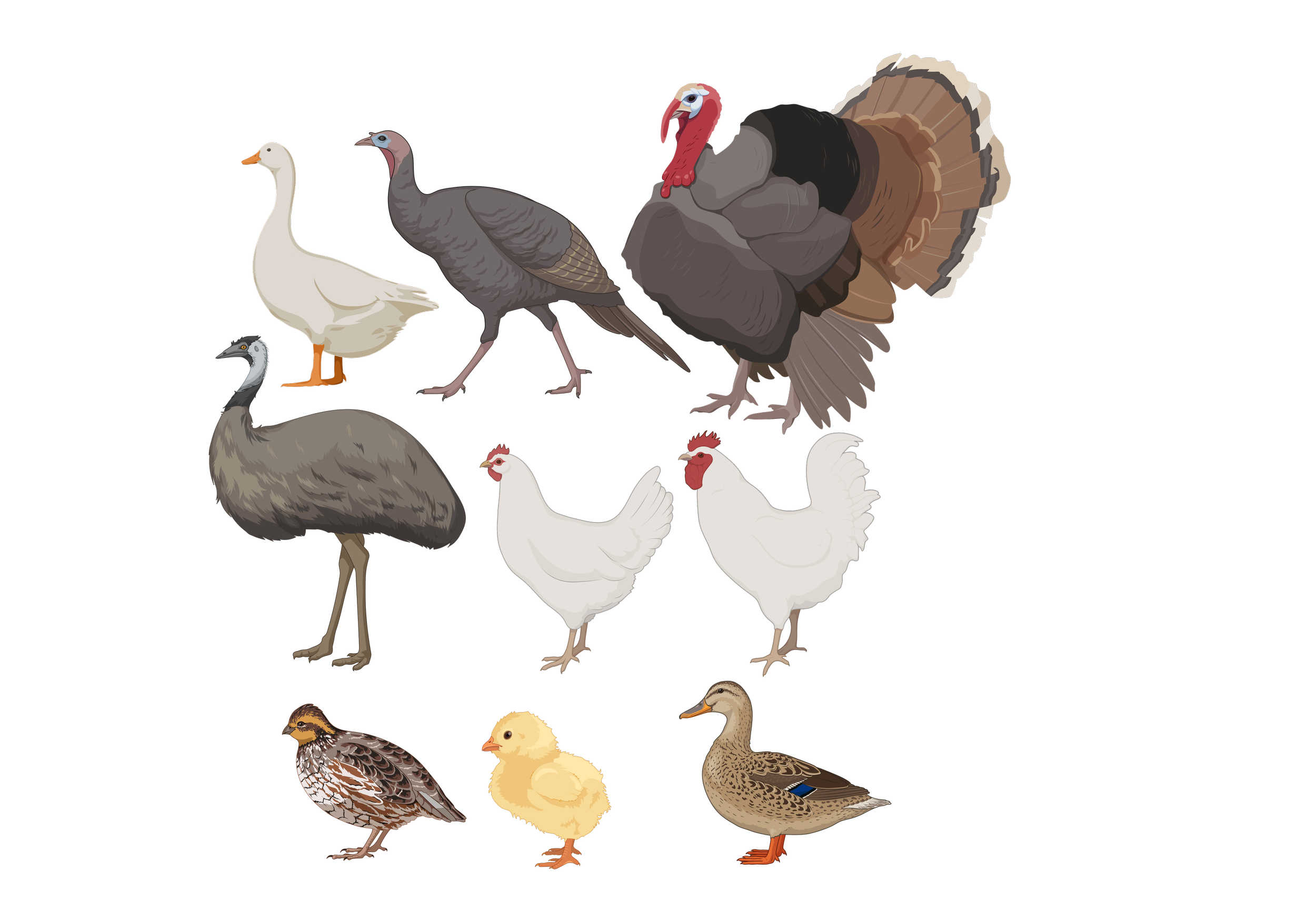 Avian Sex - Chicken, Turkey, Duck, Emu, Peafowl, etc.