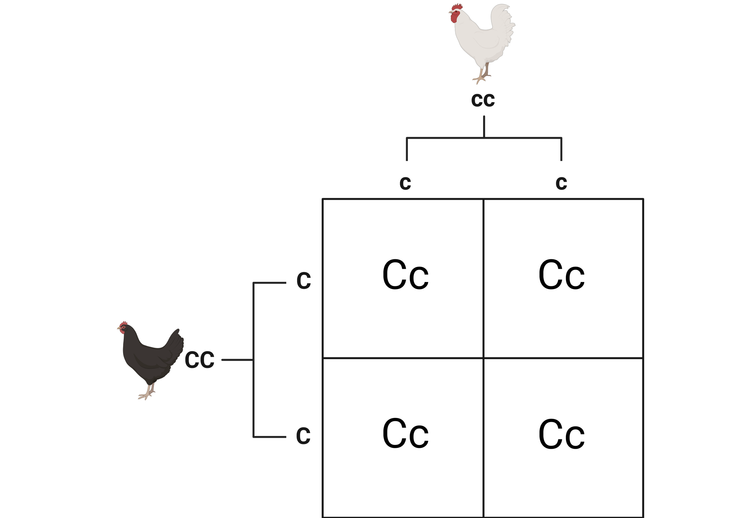 Chicken Recessive White Gene Test