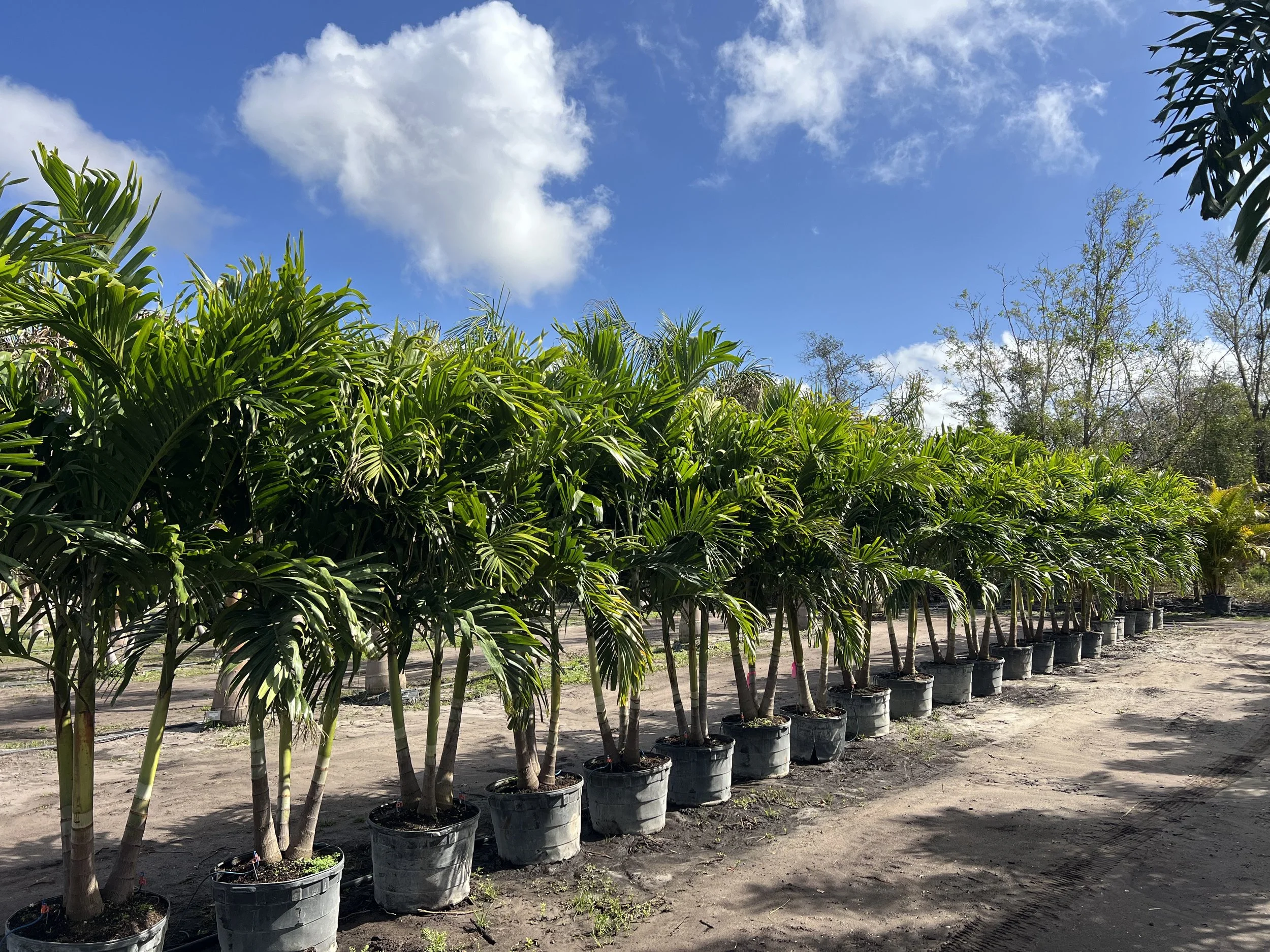 25 Gallon Christmas Palm Triples