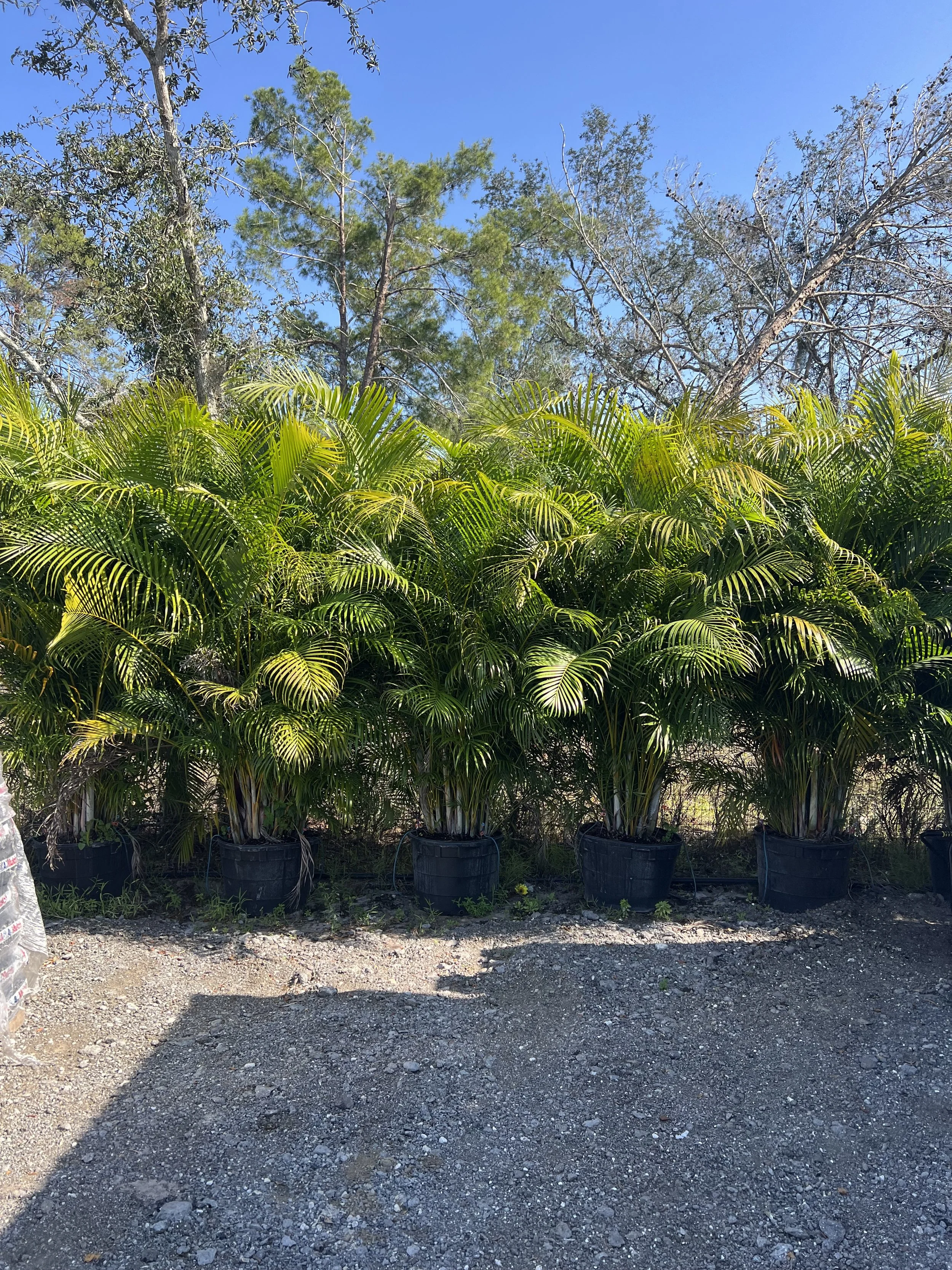 Large Areca Palms in 25 gallon containers
