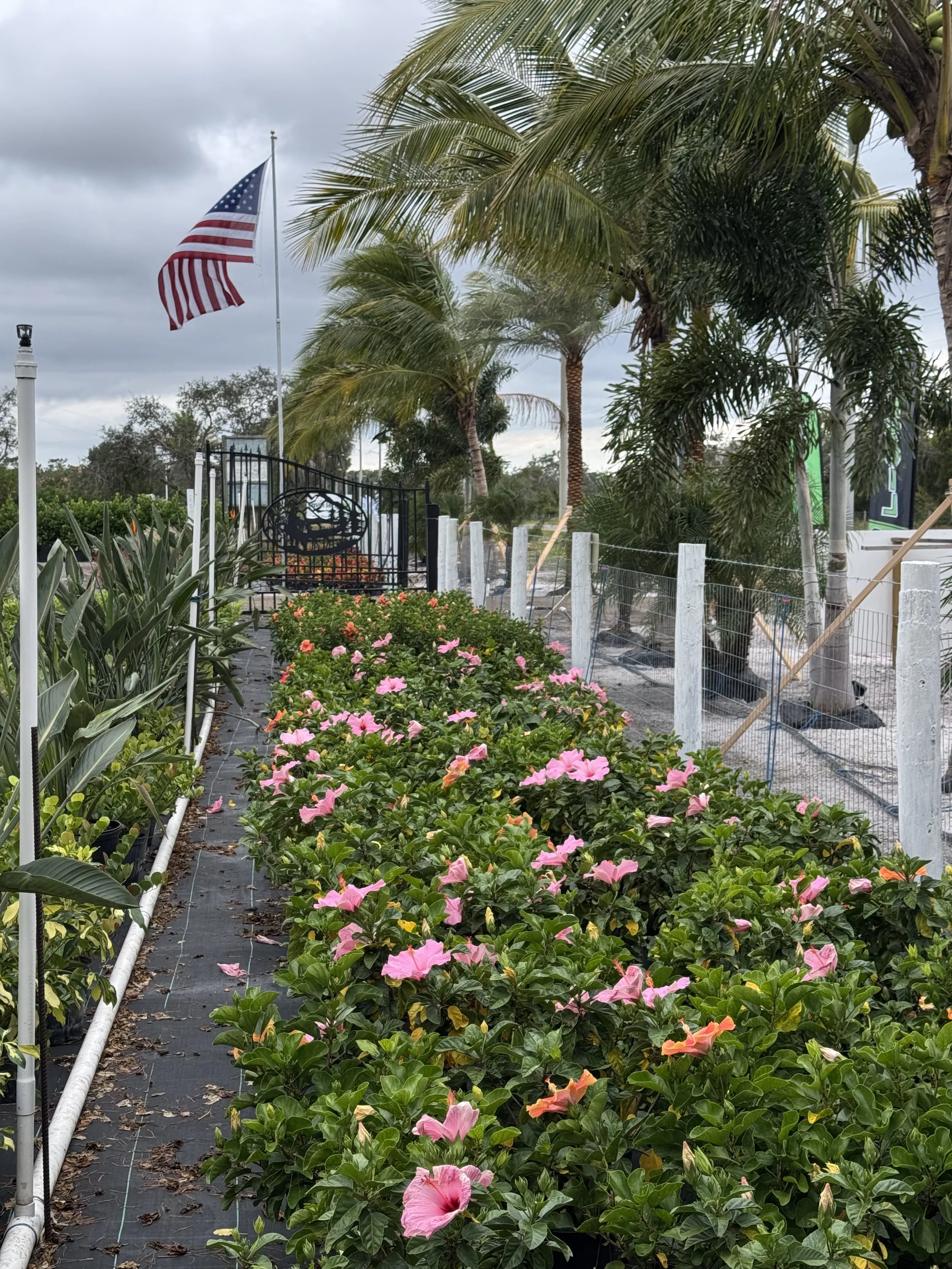 A pathway lined with pink and orange flowers on the right side and green foliage on the left side. An American flag is flying on a pole in the background, near a black gate, with tall palm trees and a cloudy sky overhead.