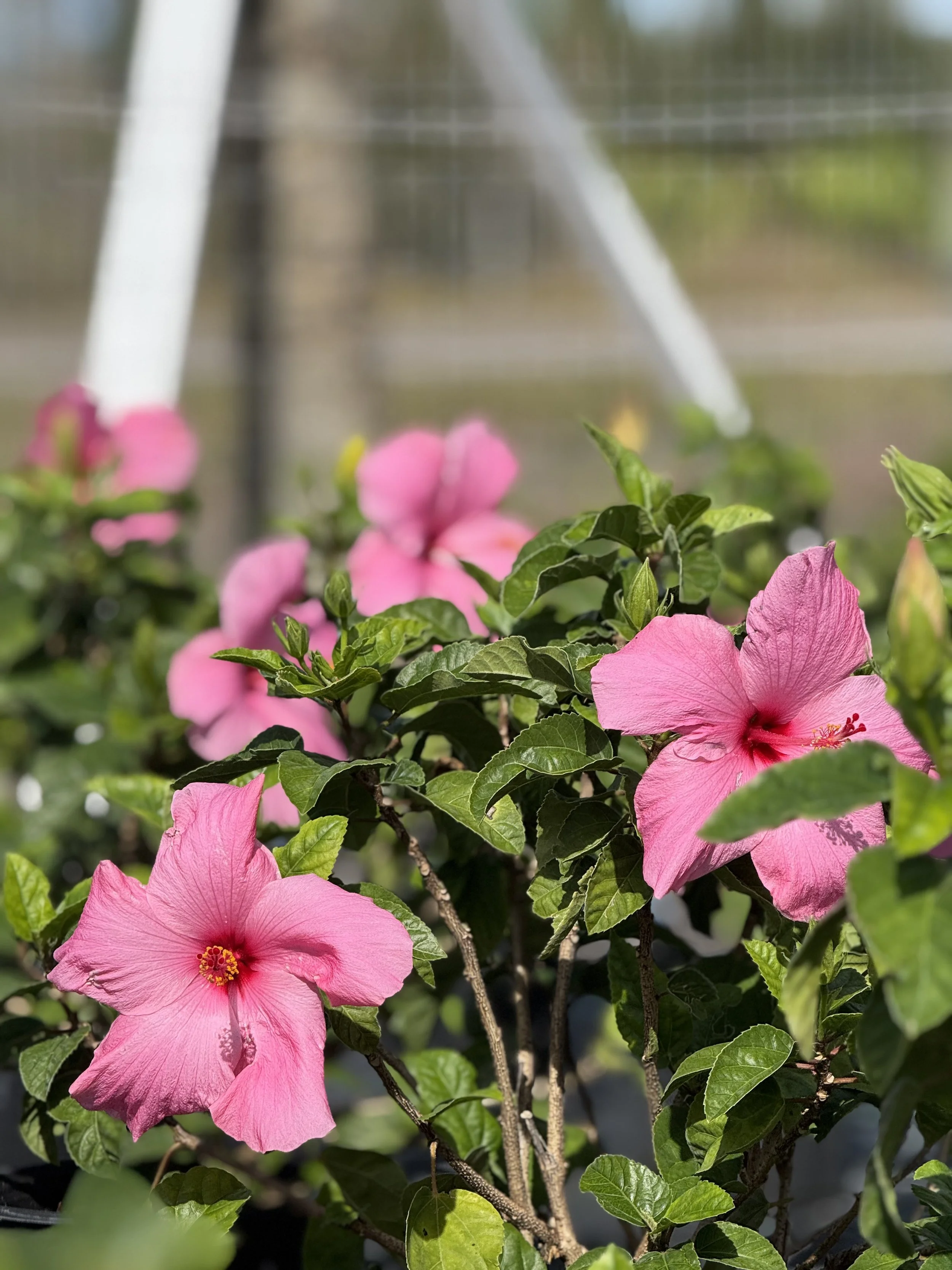 Pink hibiscus flowers with green leaves in a garden with a white trellis in the background.