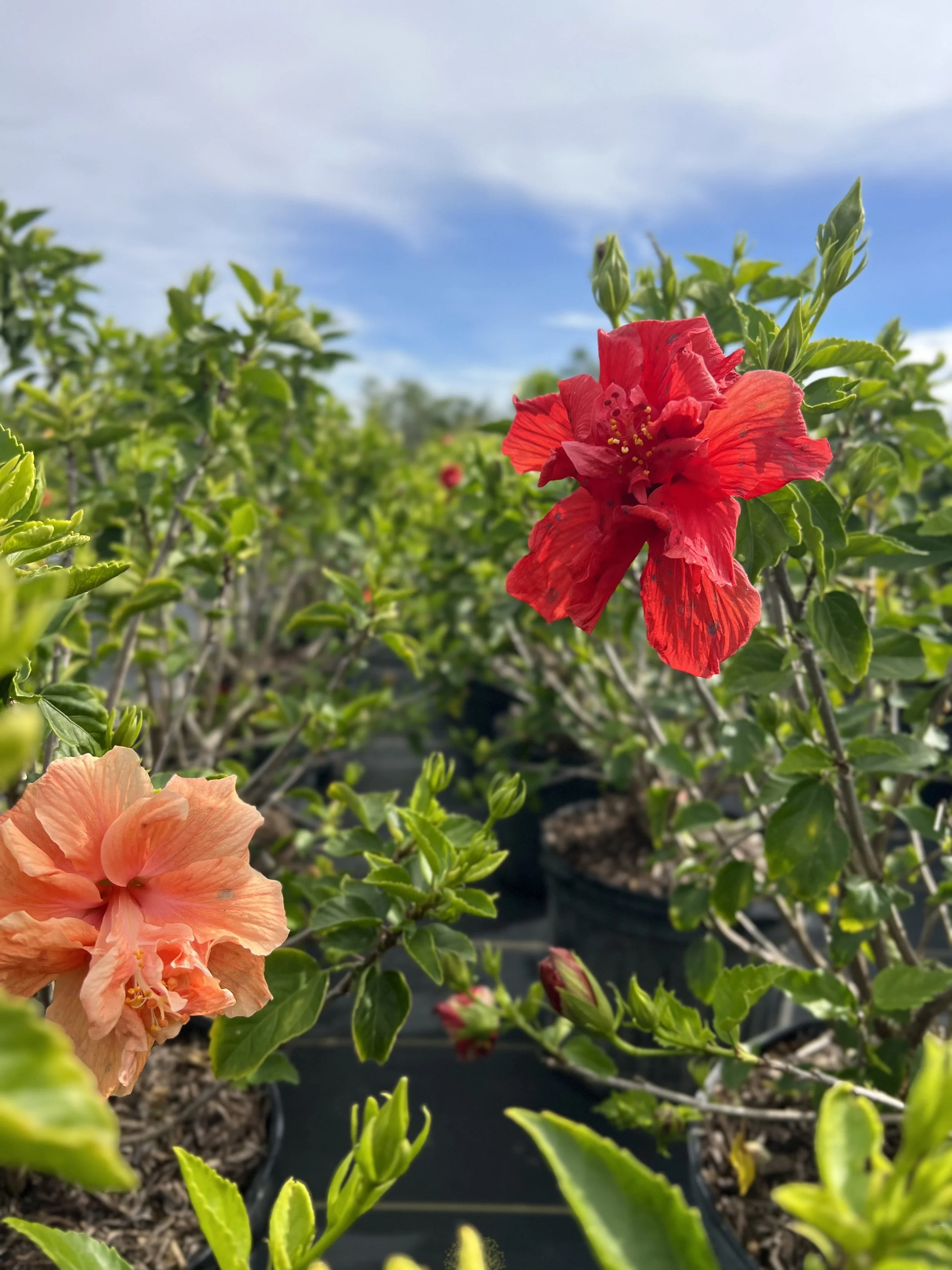 Red and peach hibiscus flowers blooming among green leaves in a garden with black pots and a blue sky.