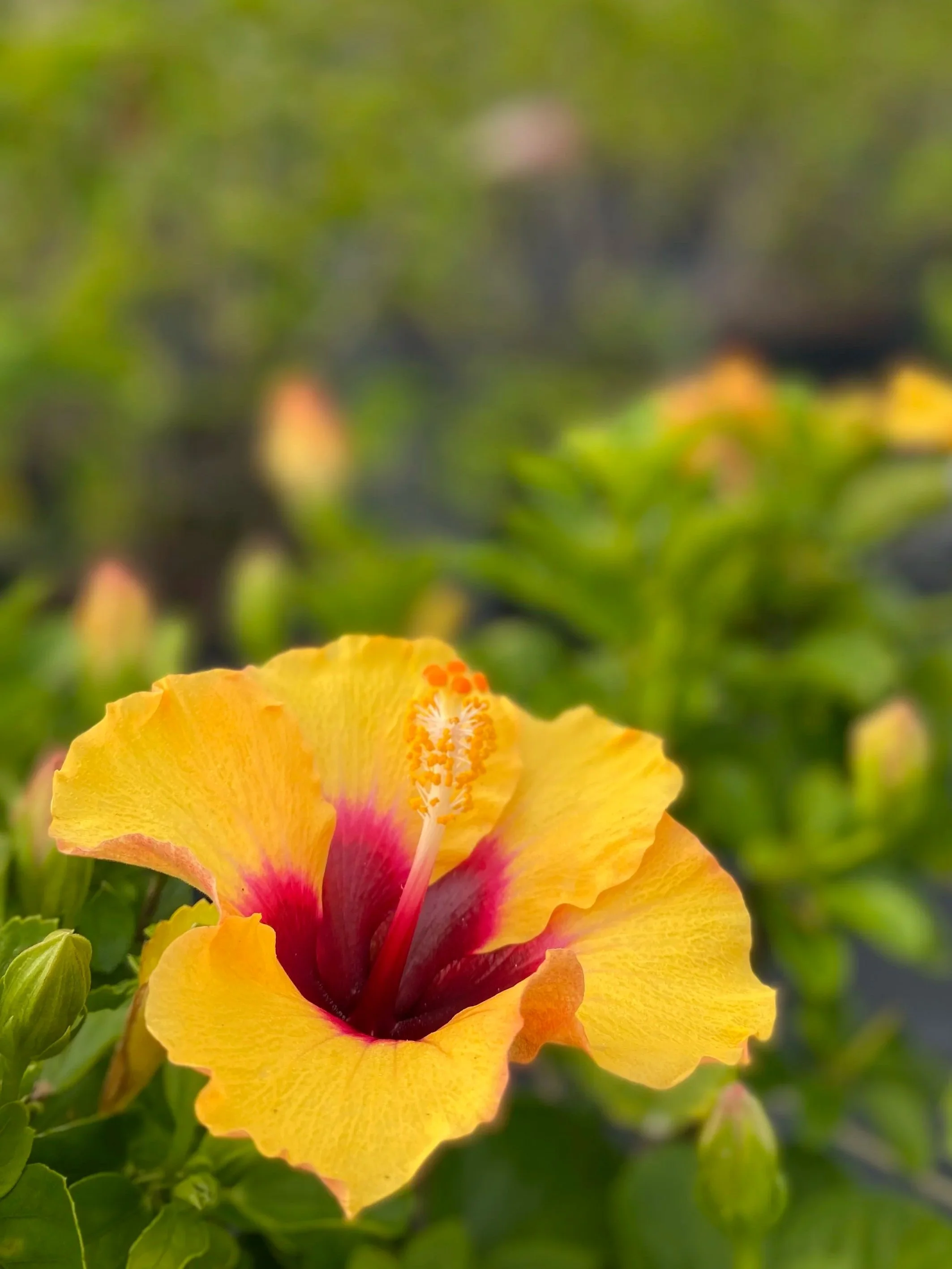 Close-up of a yellow hibiscus flower with a red center and yellow stamen, surrounded by green leaves and flower buds.