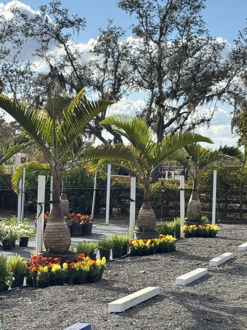 Palms Farms Nursery | Enhance Your Landscape Today  Contact Us