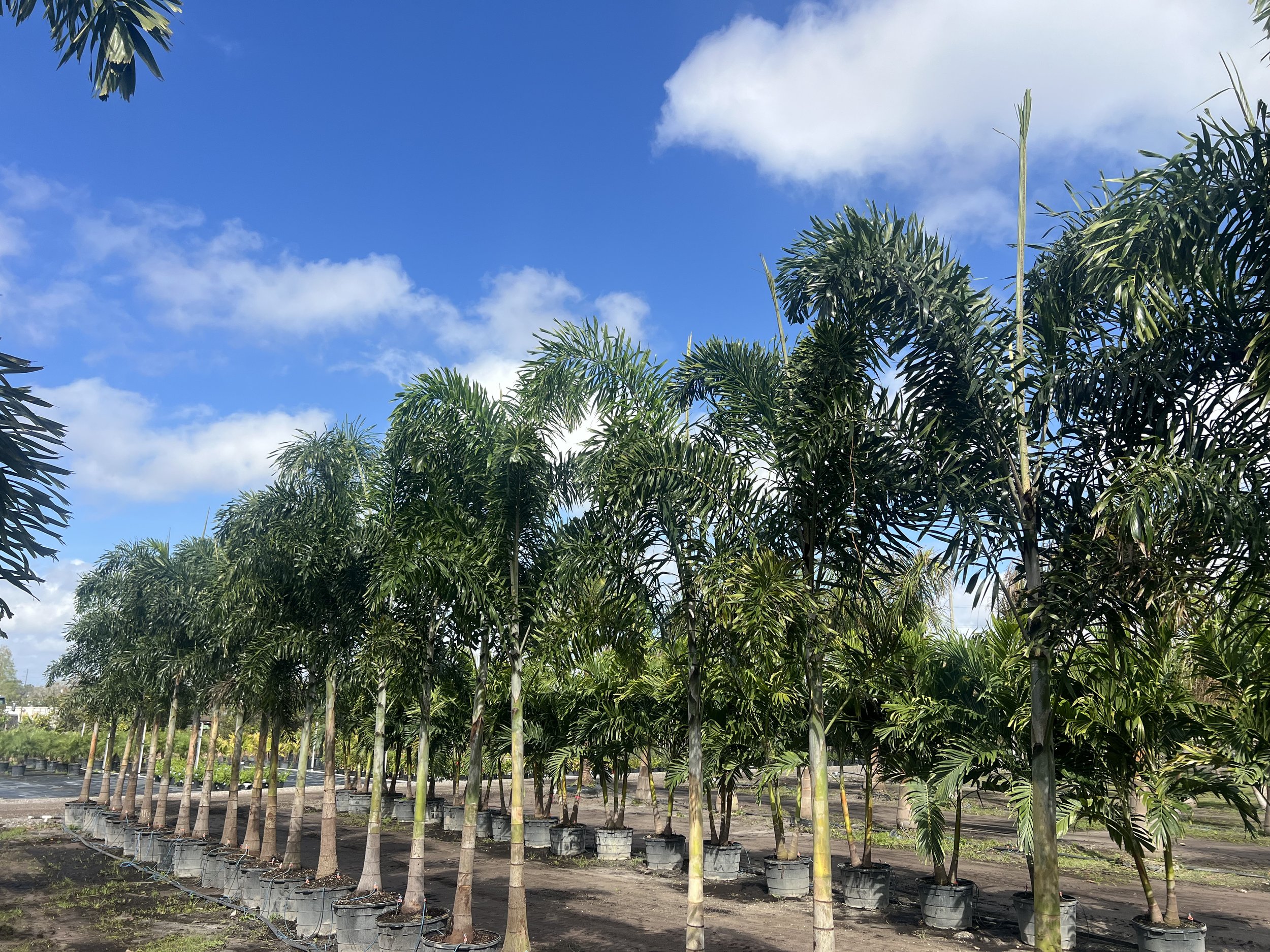 25 Gallon Foxtail Palms