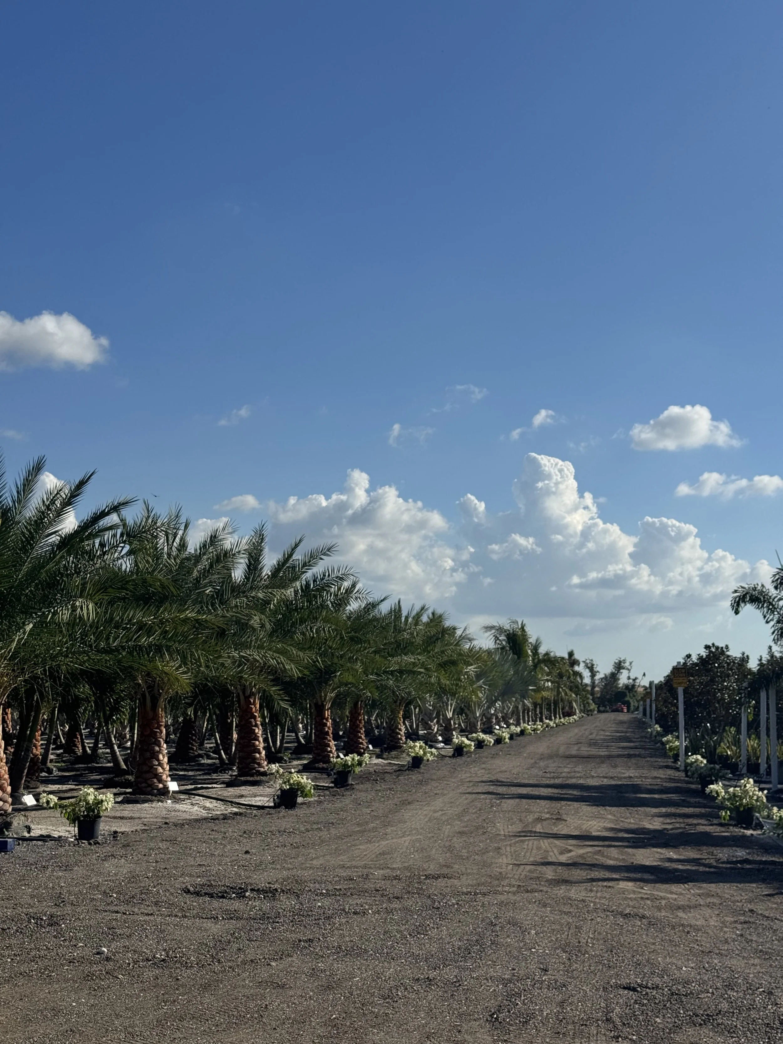 A dirt road lined with palm trees and potted plants, under a blue sky with scattered clouds.