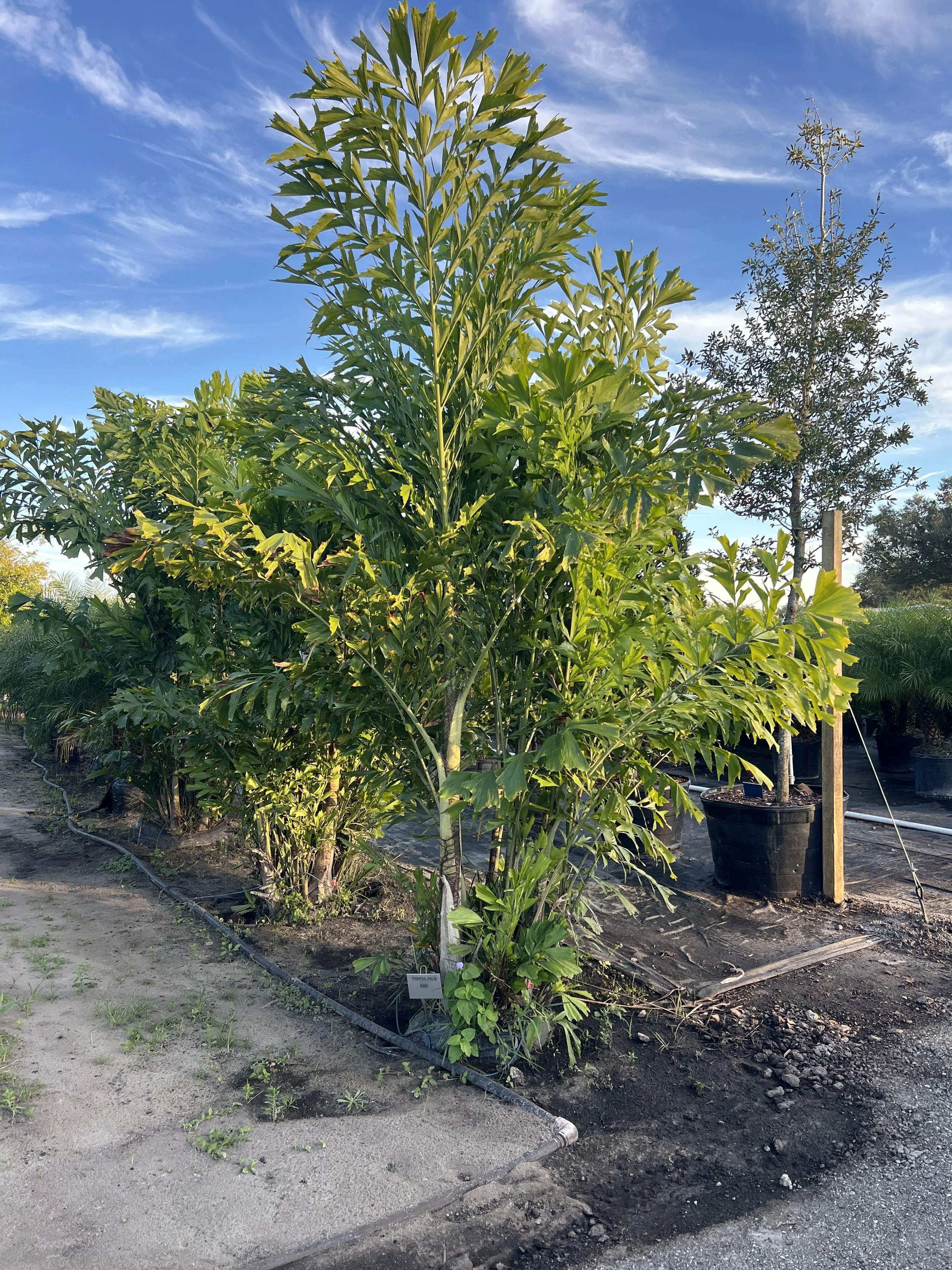 Field-Grown Fishtail palms