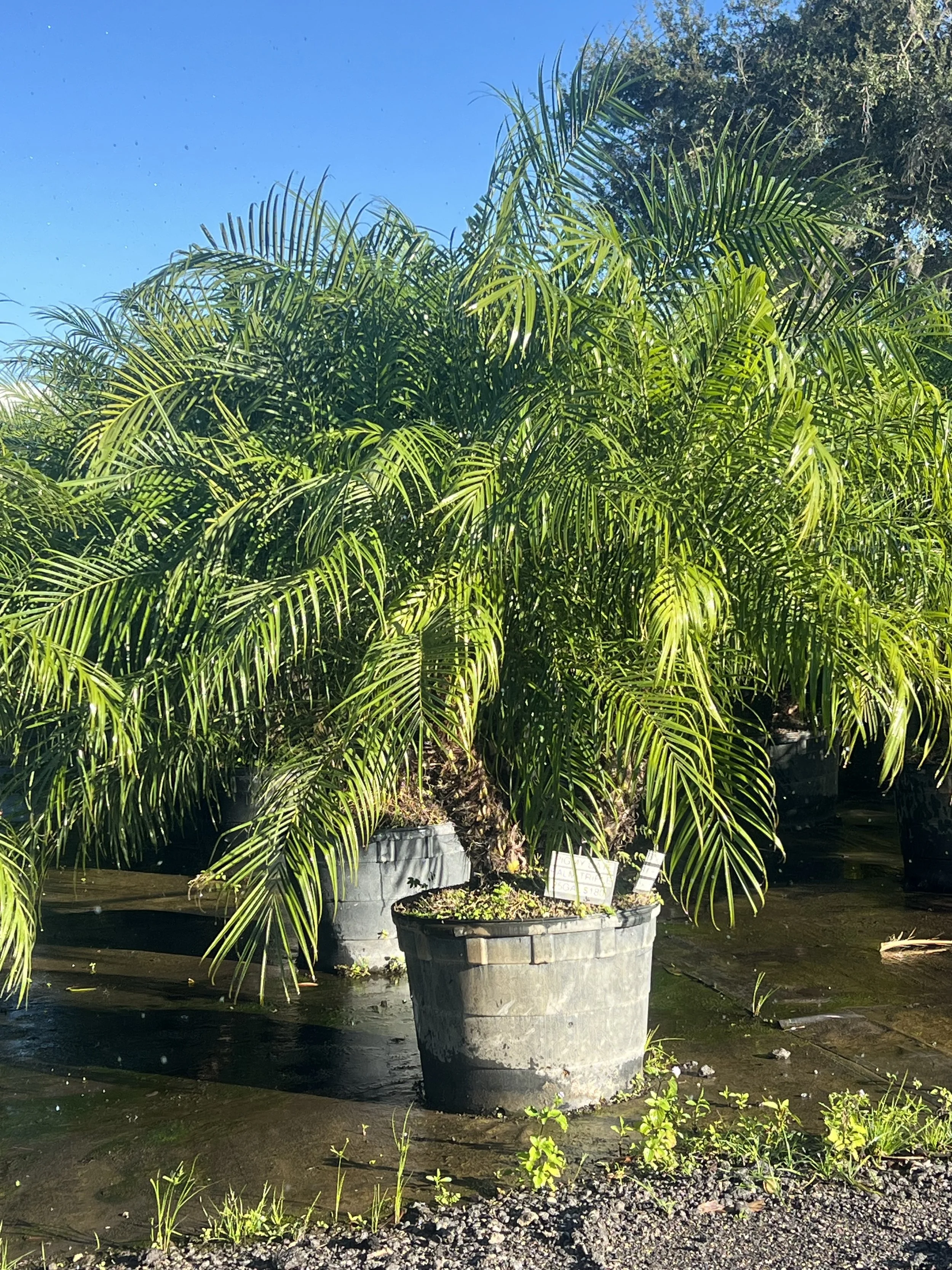 Pygmy Date Triples in 25 gallon containers