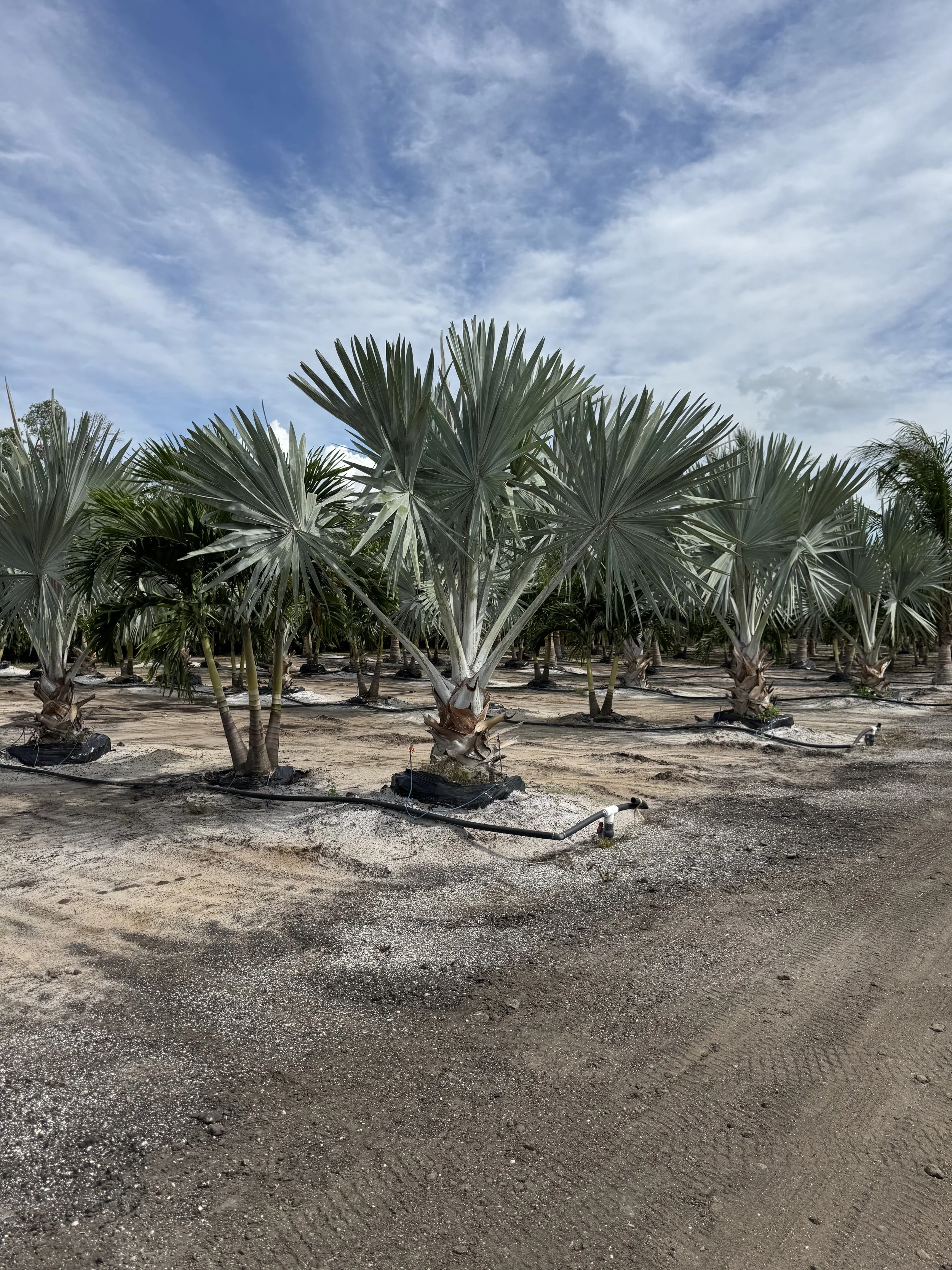 A row of young palm trees in a nursery with irrigation hoses on sandy soil and a partly cloudy sky above.