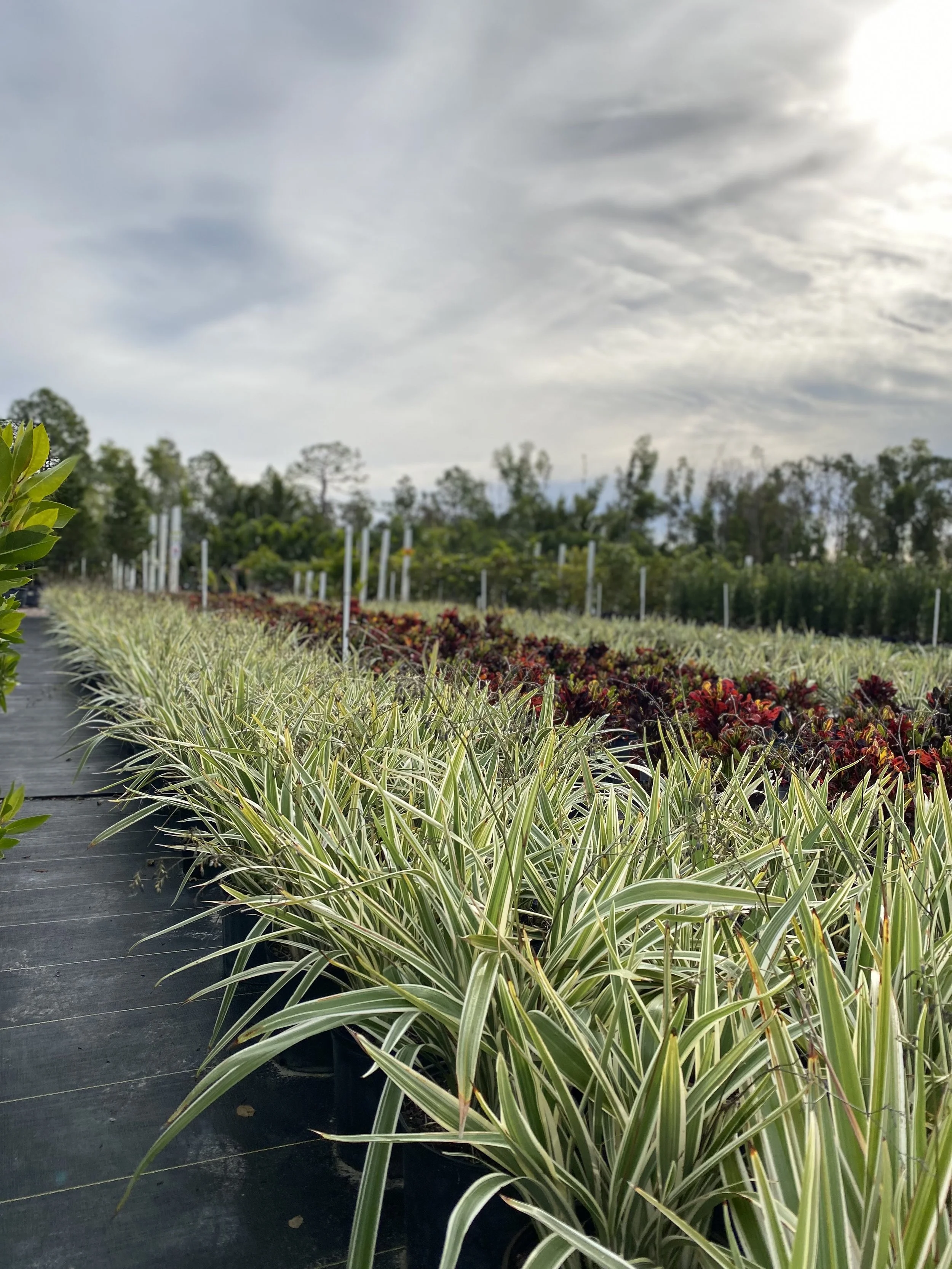 Green and white variegated plants in pots on a farm or nursery under a cloudy sky.