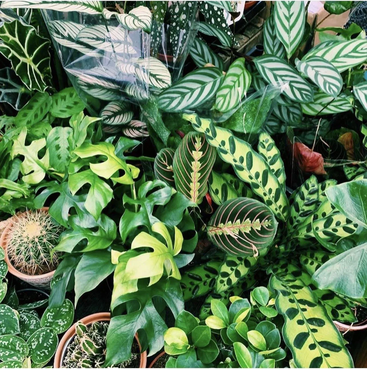 BLASUS SUCCULENT EMPORIUM