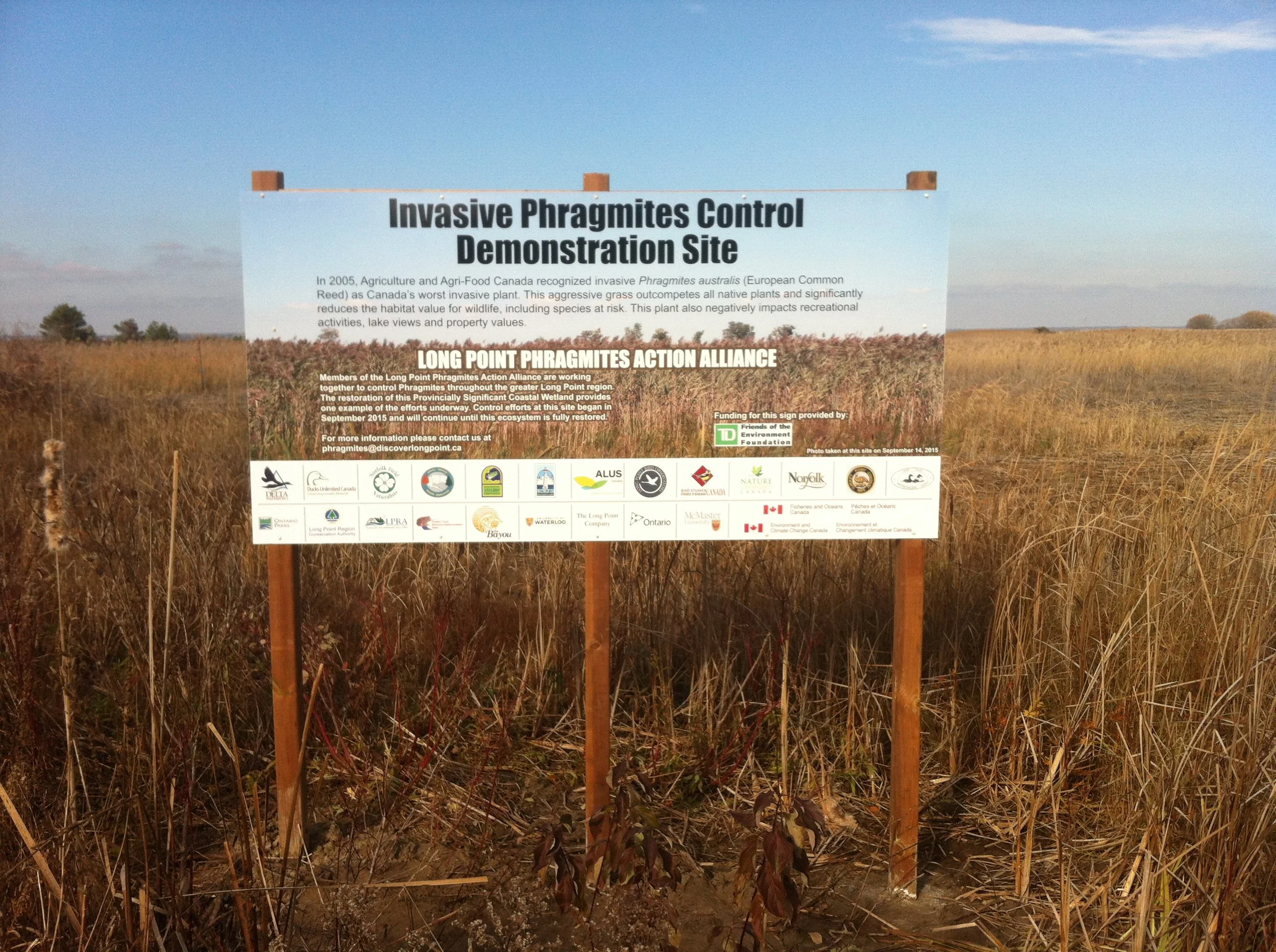 A sign on a field with tall grass, titled 'Invasive Phragmites Control Demonstration Site'. The sign provides information about the invasive plant Phragmites australis and efforts to control it, with logos of supporting organizations at the bottom.
